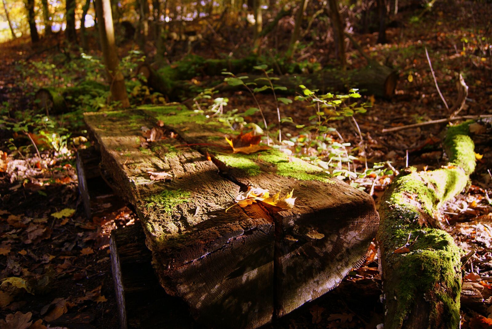Sony Alpha DSLR-A230 sample photo. Bank, leaves, autumn photography