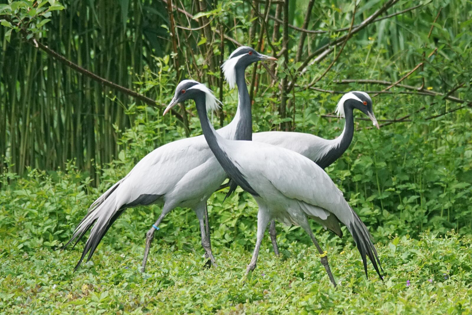 Sony 70-400mm F4-5.6 G SSM sample photo. Crane, white neck crane photography