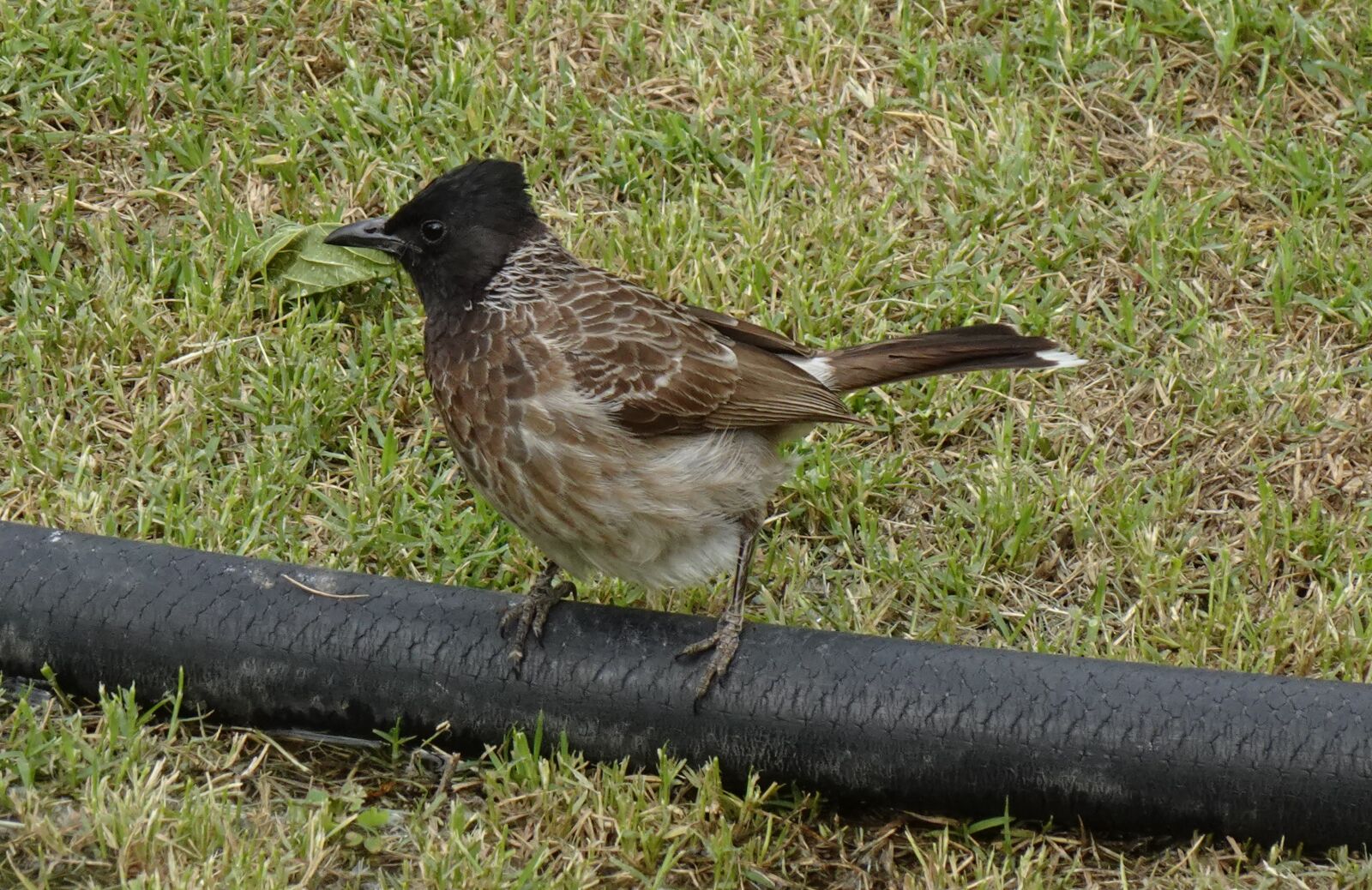 Sony DSC-WX800 sample photo. Bird, bulbul, red-vented photography