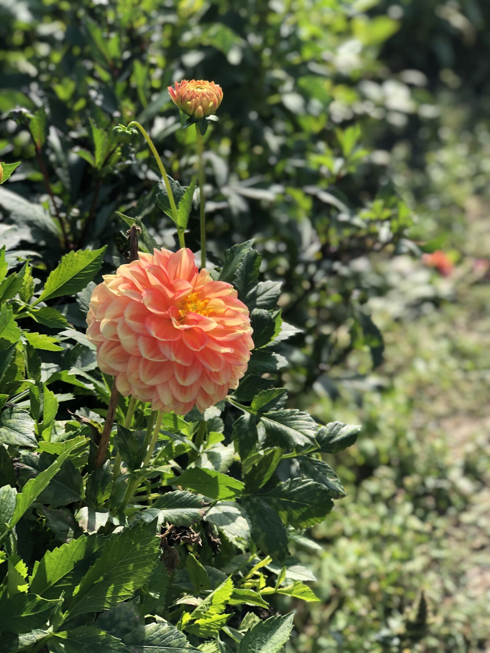 Apple iPhone 8 Plus + iPhone 8 Plus back dual camera 6.6mm f/2.8 sample photo. Flowers, flower, summer photography