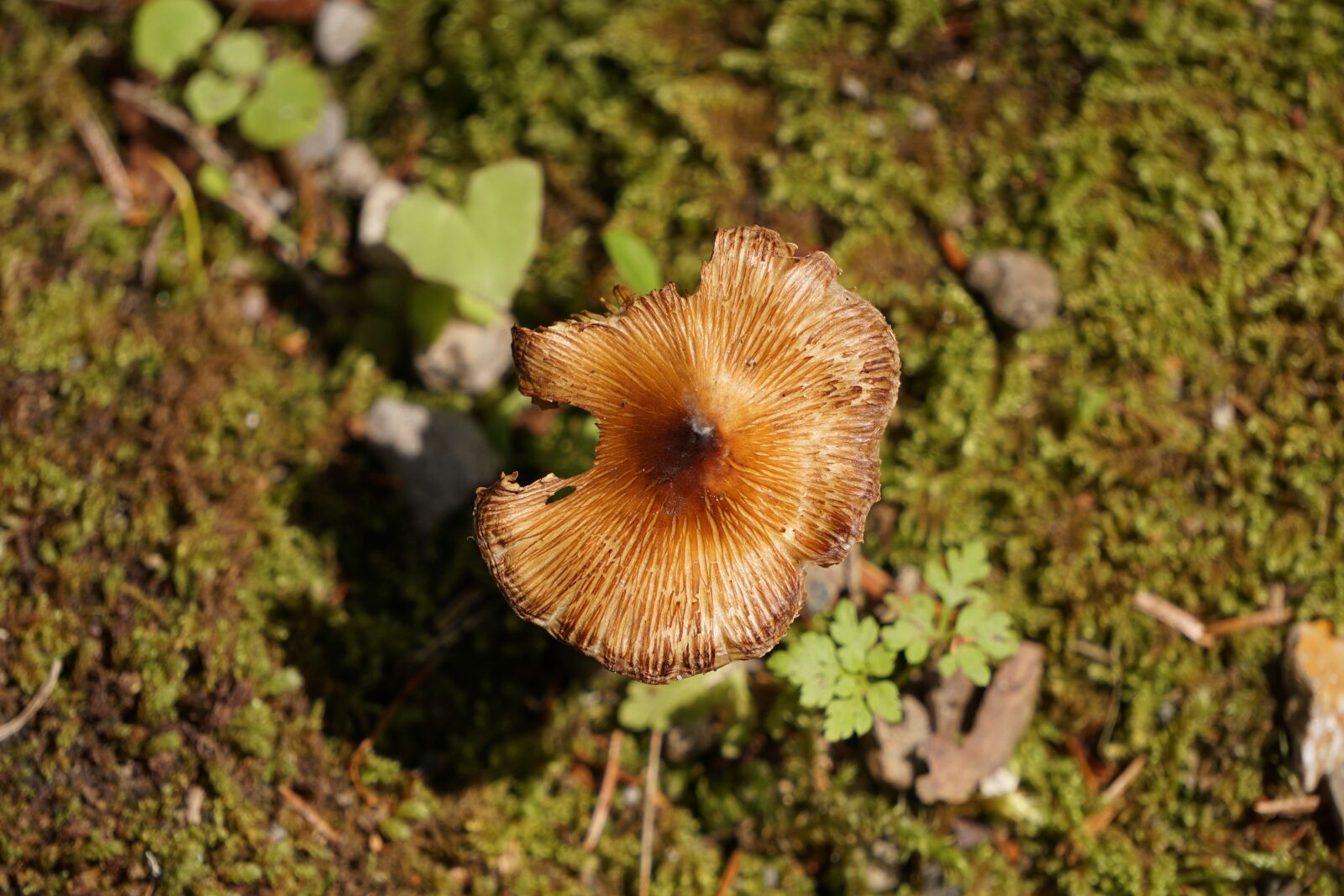 Sony E 55-210mm F4.5-6.3 OSS sample photo. Mushroom, bird's eye view photography