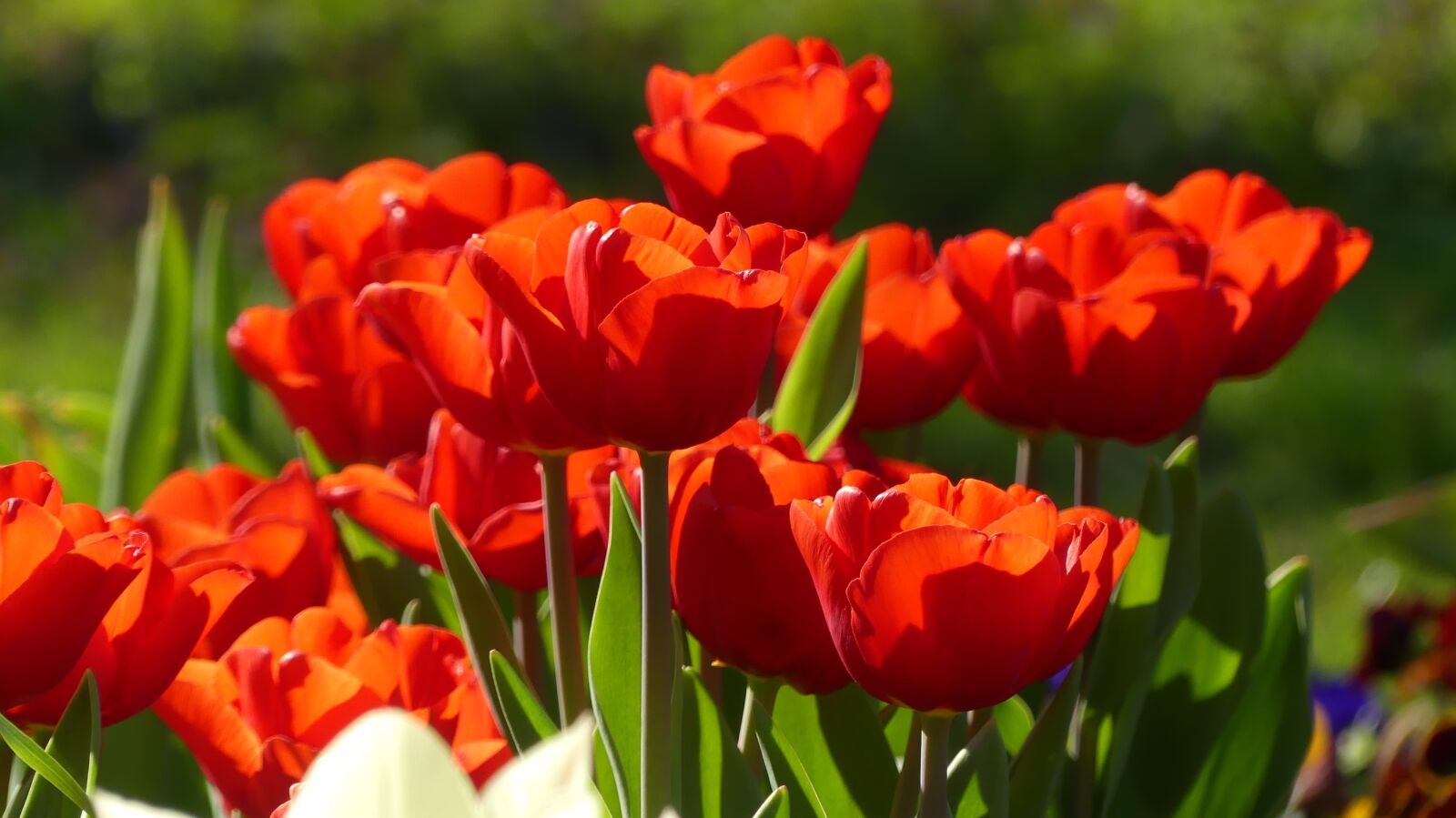 Panasonic Lumix DMC-FZ300 sample photo. Flower, spring, nature photography