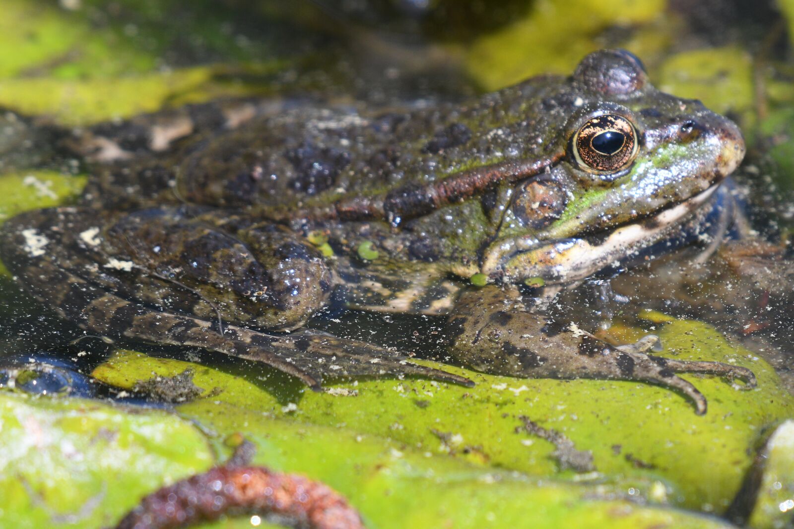 Nikon D500 sample photo. Frog, water lily, nature photography