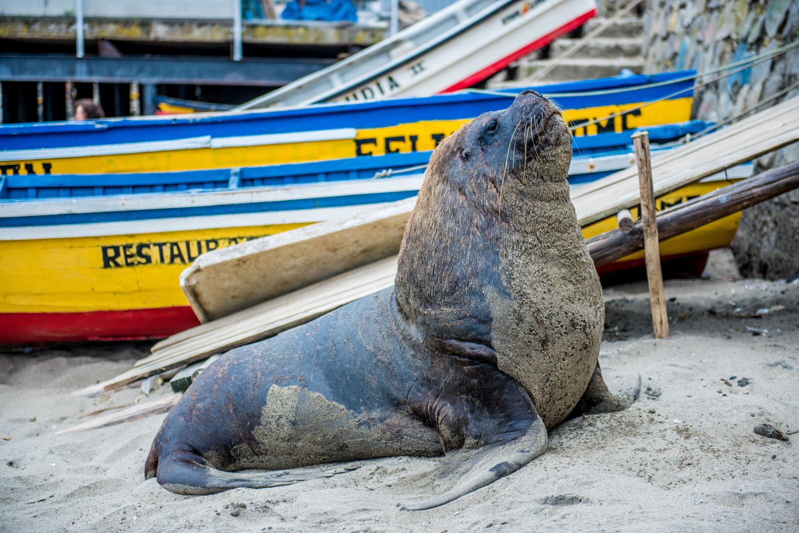 Nikon D810 sample photo. Sea wolf, animal, ocean photography