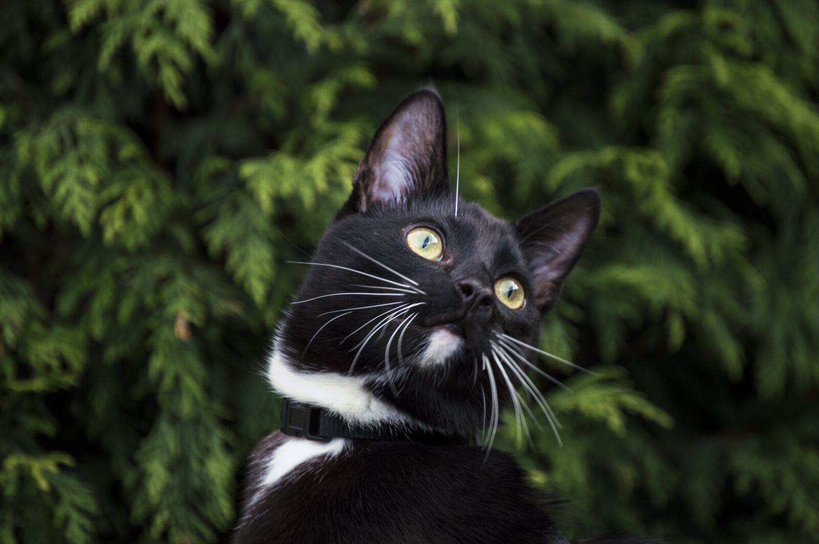 Nikon D3200 sample photo. Nature, animals, cat photography