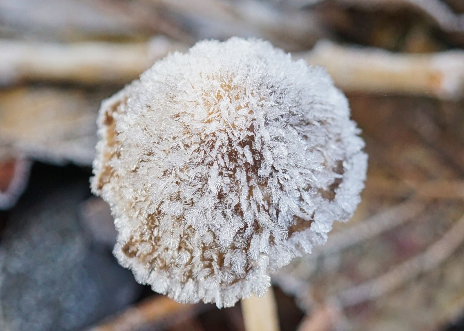 Sony a5100 + Sony E 30mm F3.5 Macro sample photo. Mushroom, frozen mushroom, icy photography