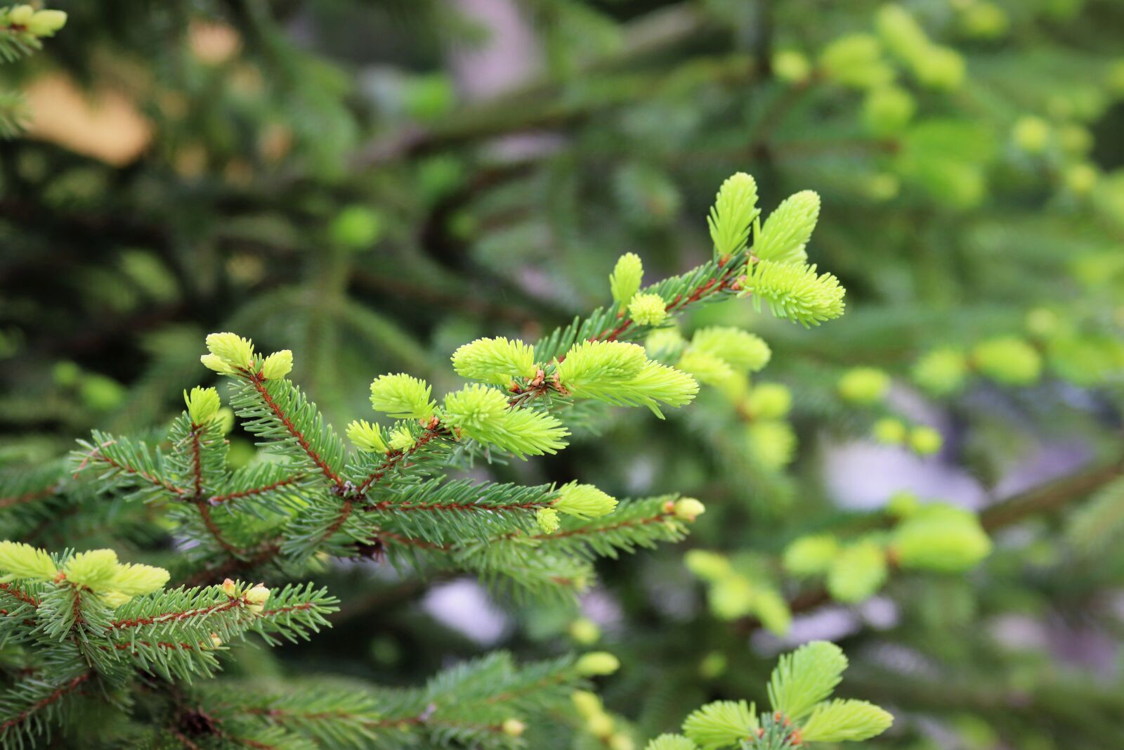 Canon EOS 200D (EOS Rebel SL2 / EOS Kiss X9) sample photo. Spring, fir, branches photography