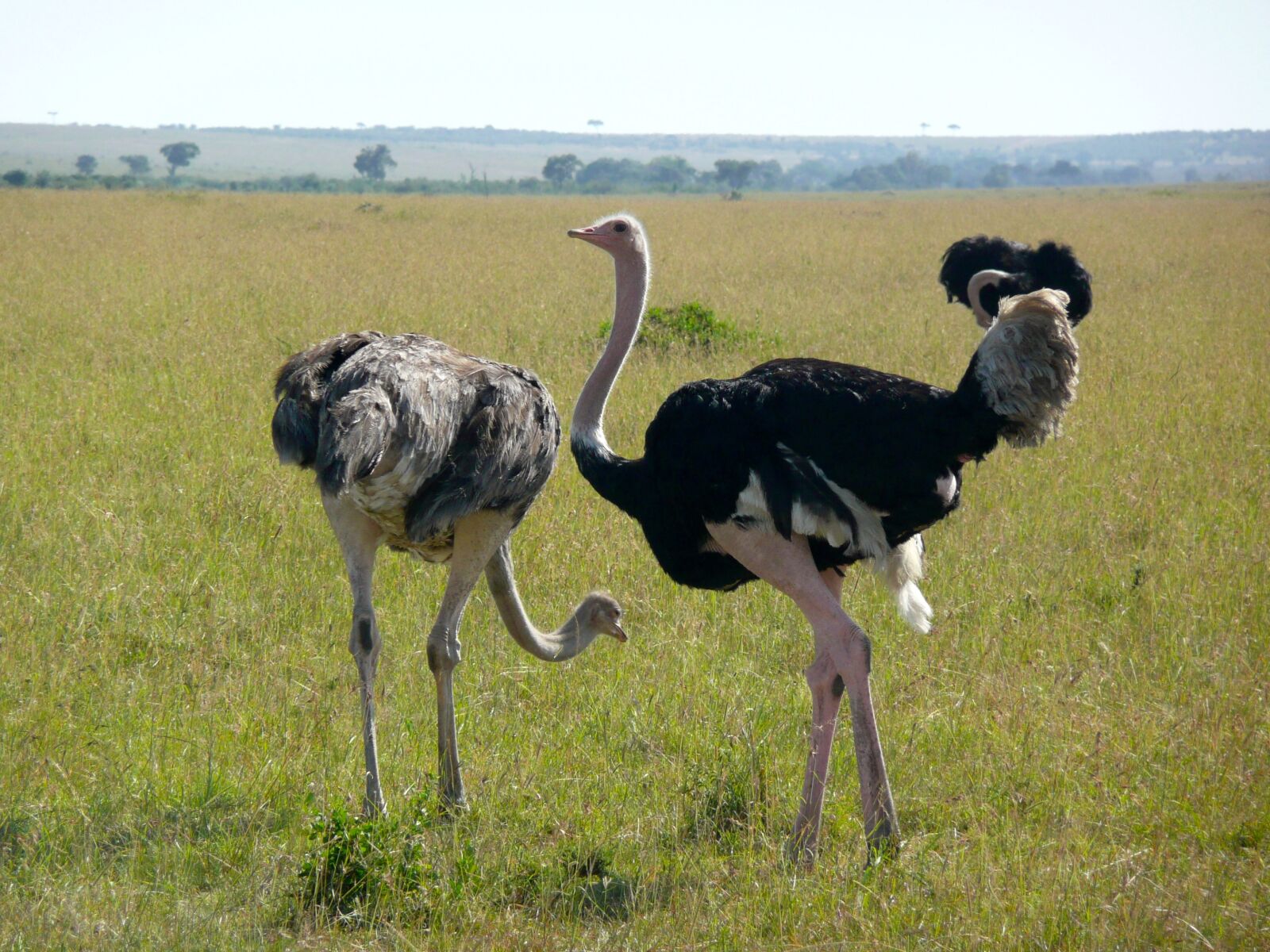 Panasonic DMC-TZ3 sample photo. Ostrich, kenya, africa photography