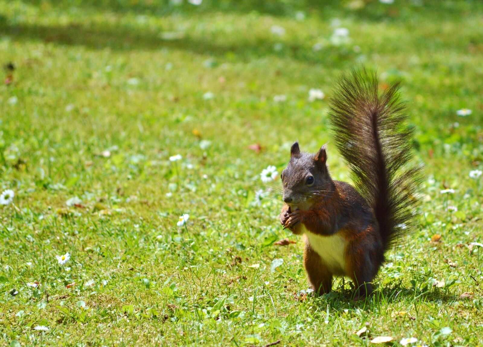 Nikon D3200 sample photo. Squirrel, nager, rodent photography