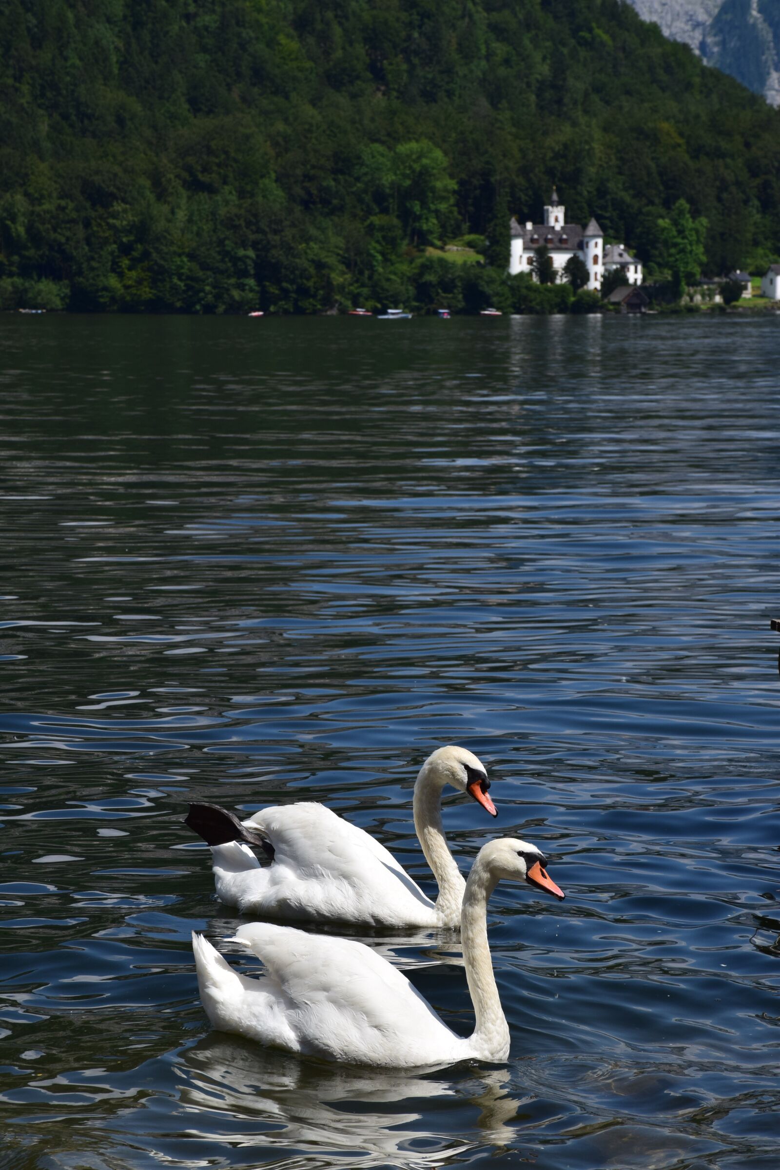 Nikon D5300 sample photo. Swans, lake, nature photography