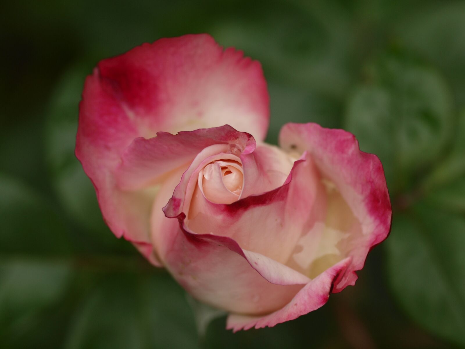 Olympus E-30 sample photo. Rose, flower, nature photography