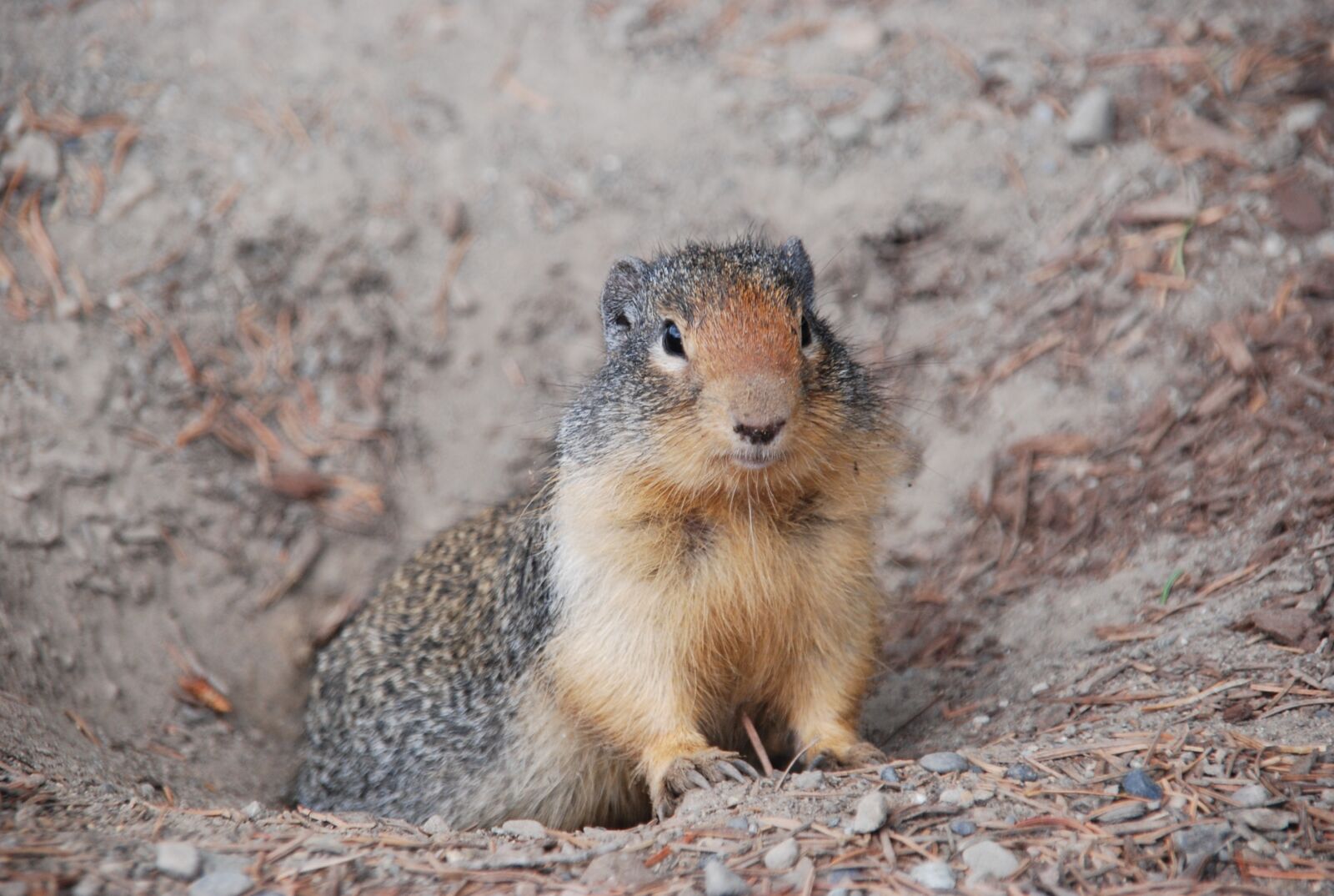Nikon D80 sample photo. Animal, squirrel, ground squirrel photography