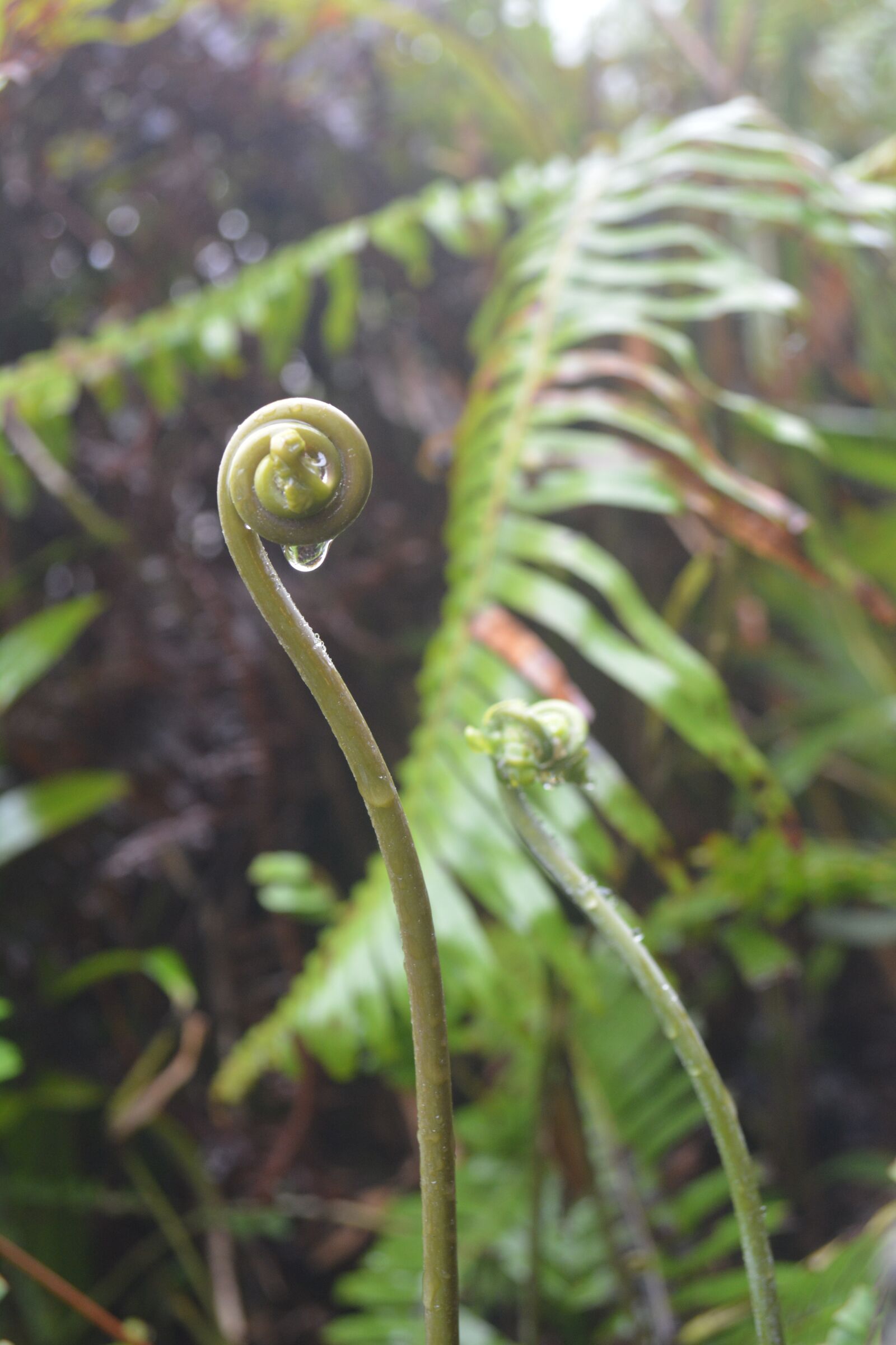 Nikon D5200 sample photo. Morning, fern, nature photography