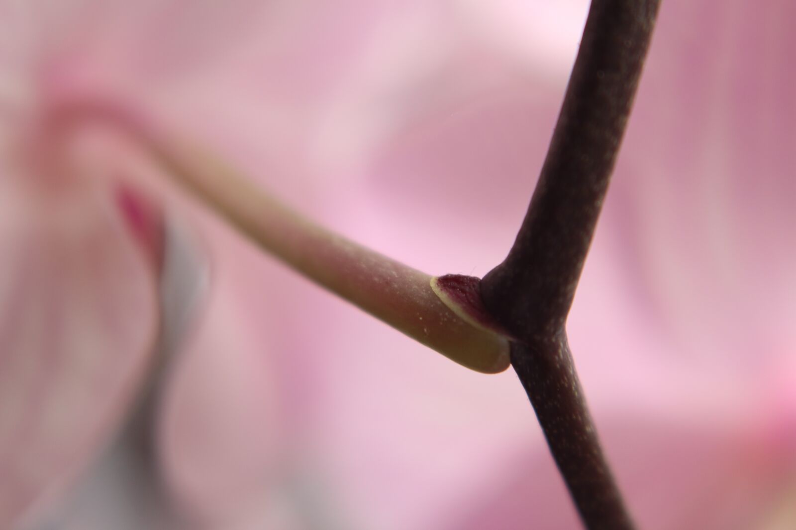 Canon EOS 100D (EOS Rebel SL1 / EOS Kiss X7) sample photo. Close up, flower stem photography