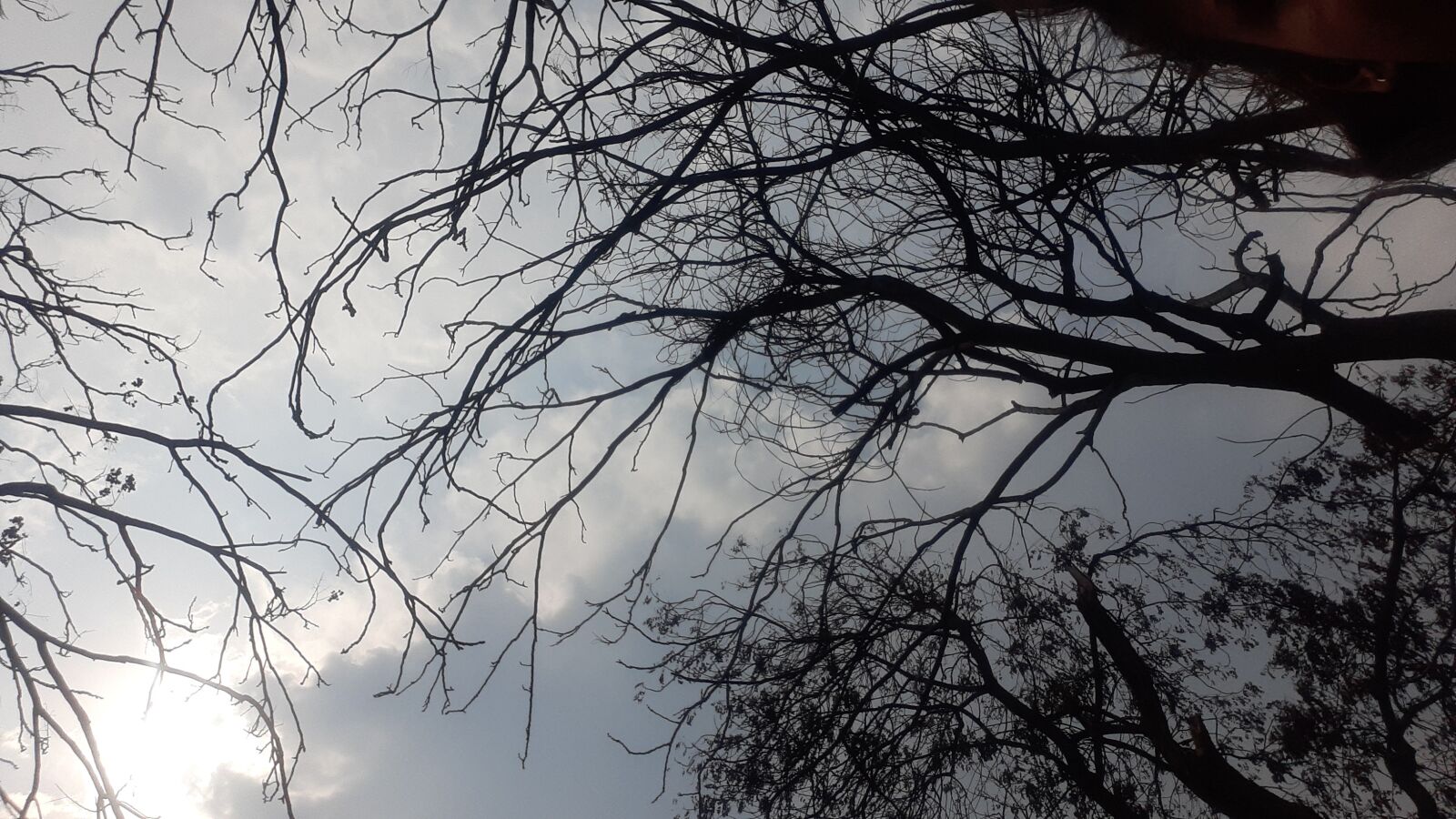 Samsung SM-M205F sample photo. Tree, clouds, beautiful trees photography