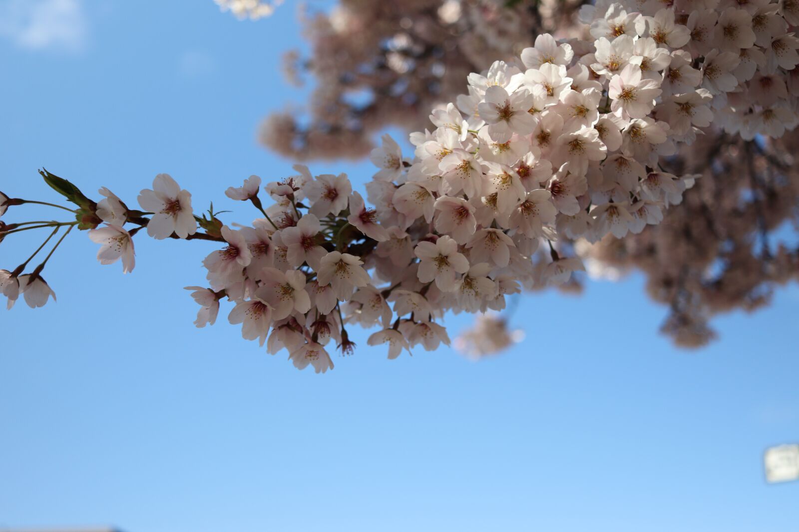 Canon EOS 800D (EOS Rebel T7i / EOS Kiss X9i) sample photo. Sakura, cherry blossom, spring photography