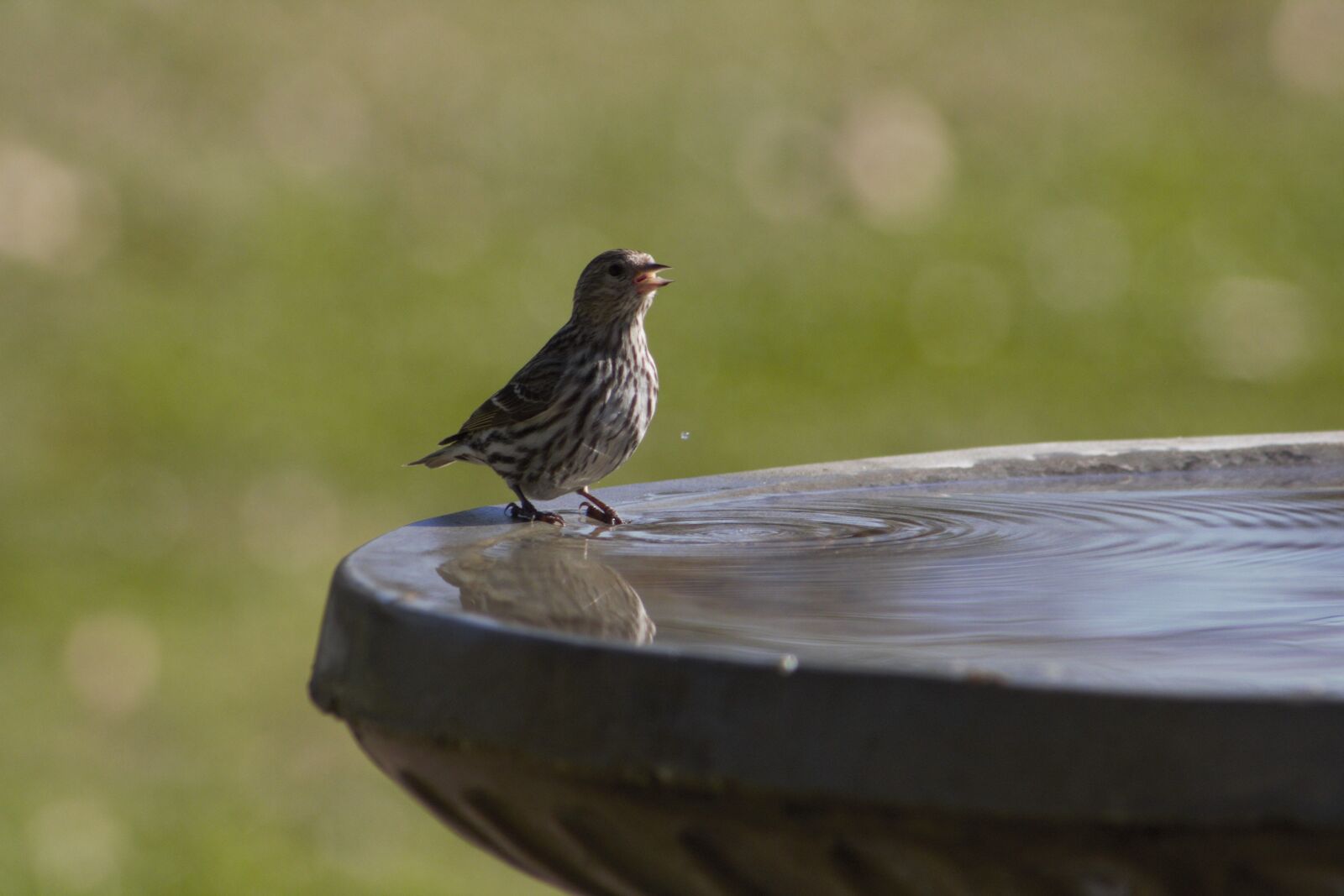 Canon EOS 550D (EOS Rebel T2i / EOS Kiss X4) sample photo. Bird, nature, wildlife photography
