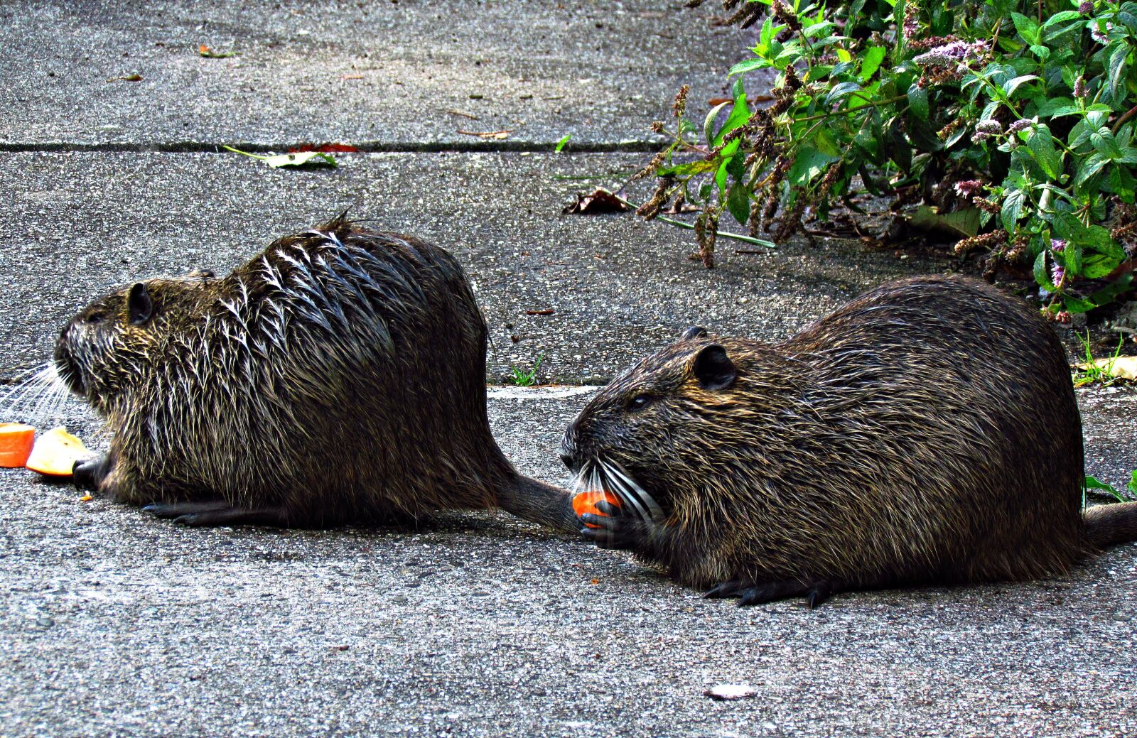 Canon PowerShot SX30 IS sample photo. Nutria, mammal, animals photography