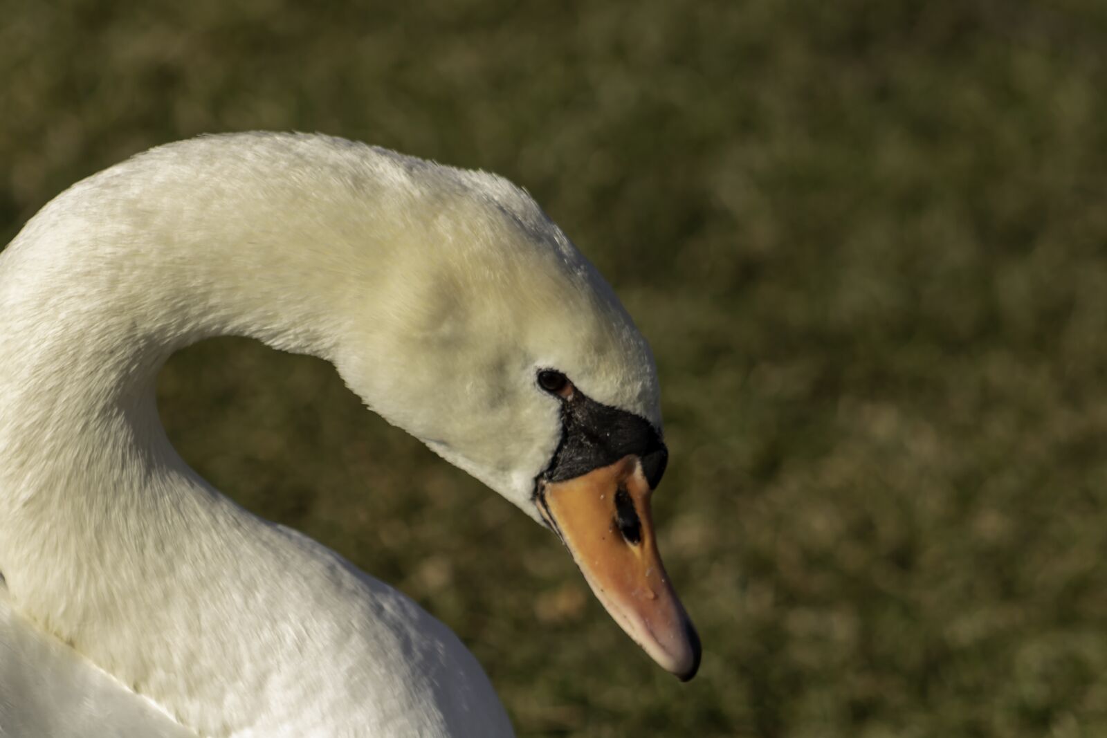 Canon EF75-300mm f/4-5.6 sample photo. Swan, cam, water bird photography