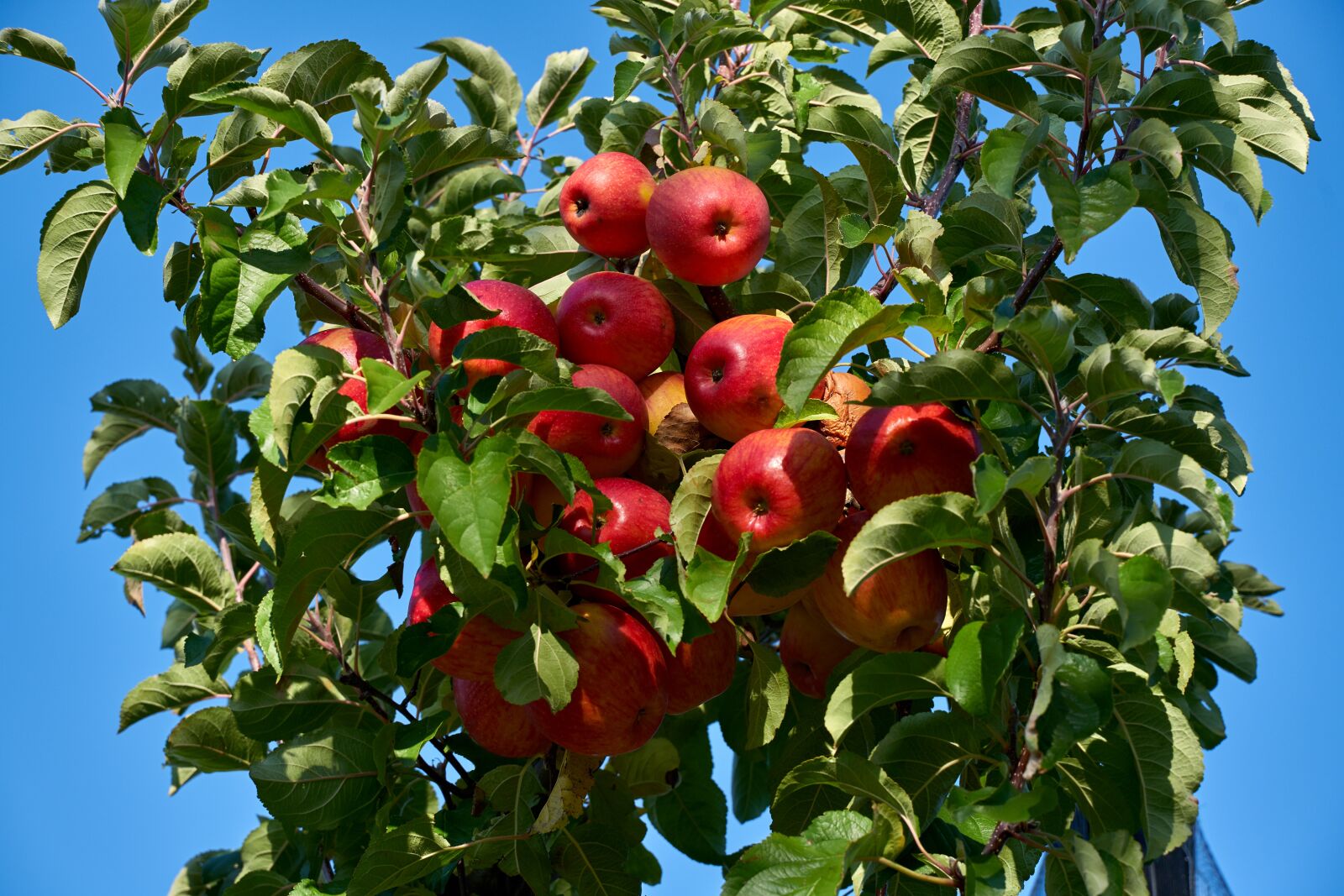 Tamron 28-75mm F2.8 Di III RXD sample photo. Apple, plantation, fruit photography