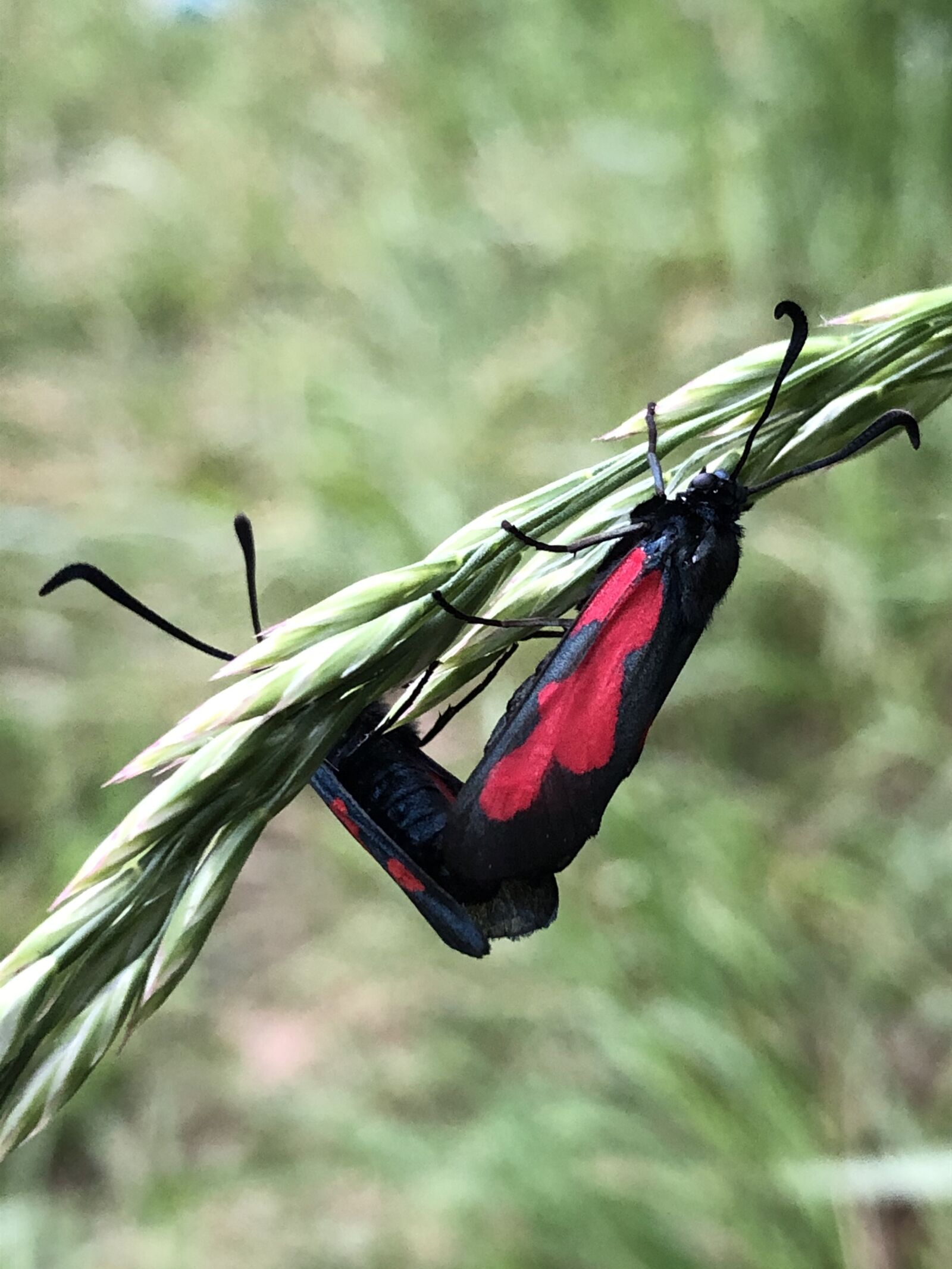 Apple iPhone 8 sample photo. Zygaena filipendulae, butterfly, insect photography