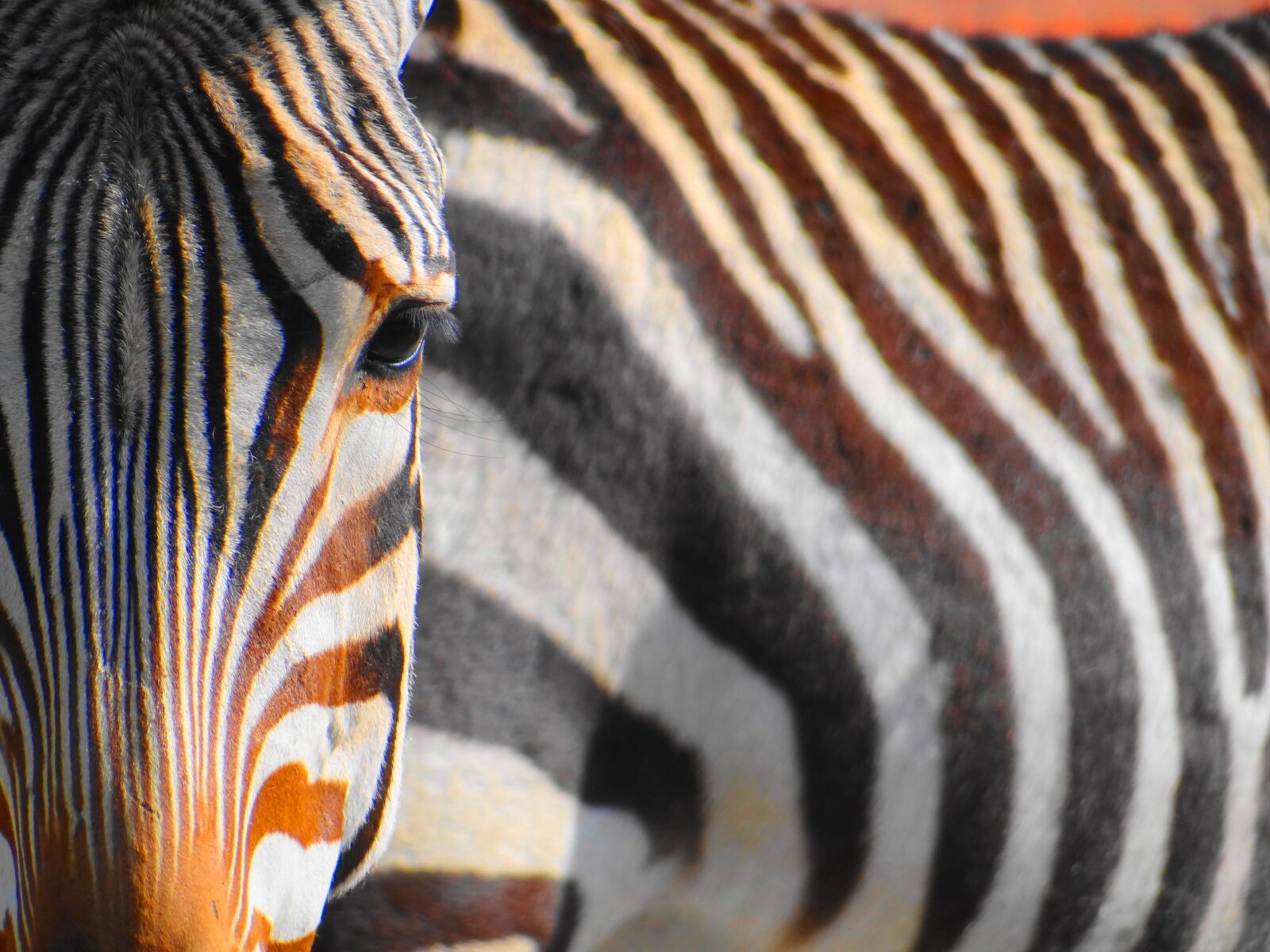 Sony Cyber-shot DSC-HX100V sample photo. Zebra, wild, animal photography