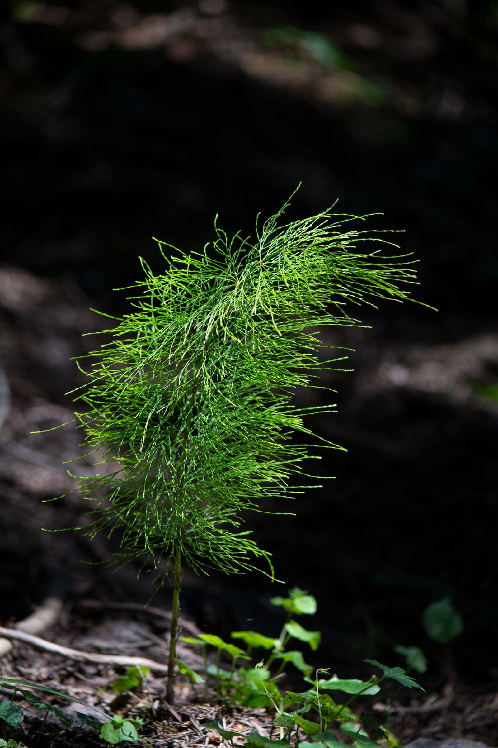 Nikon D7100 sample photo. Horsetail, field horsetail, cat photography