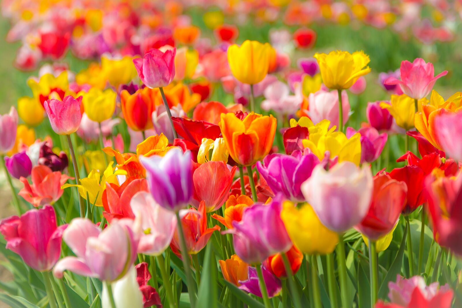 Canon EOS 6D + Canon EF 24-105mm F4L IS USM sample photo. Tulips, tulip field, spring photography