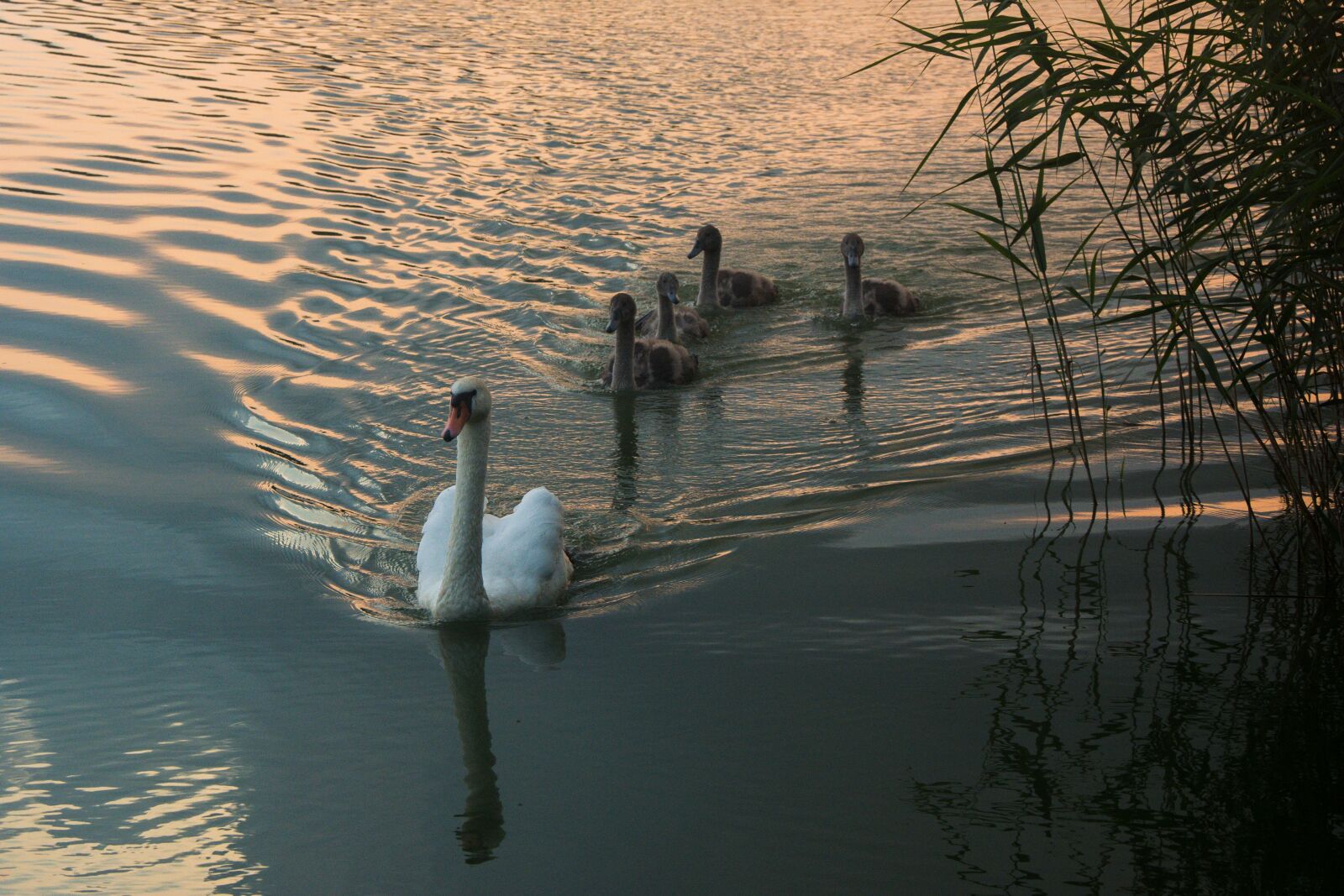 Nikon D5200 sample photo. Swan, bird, animal photography