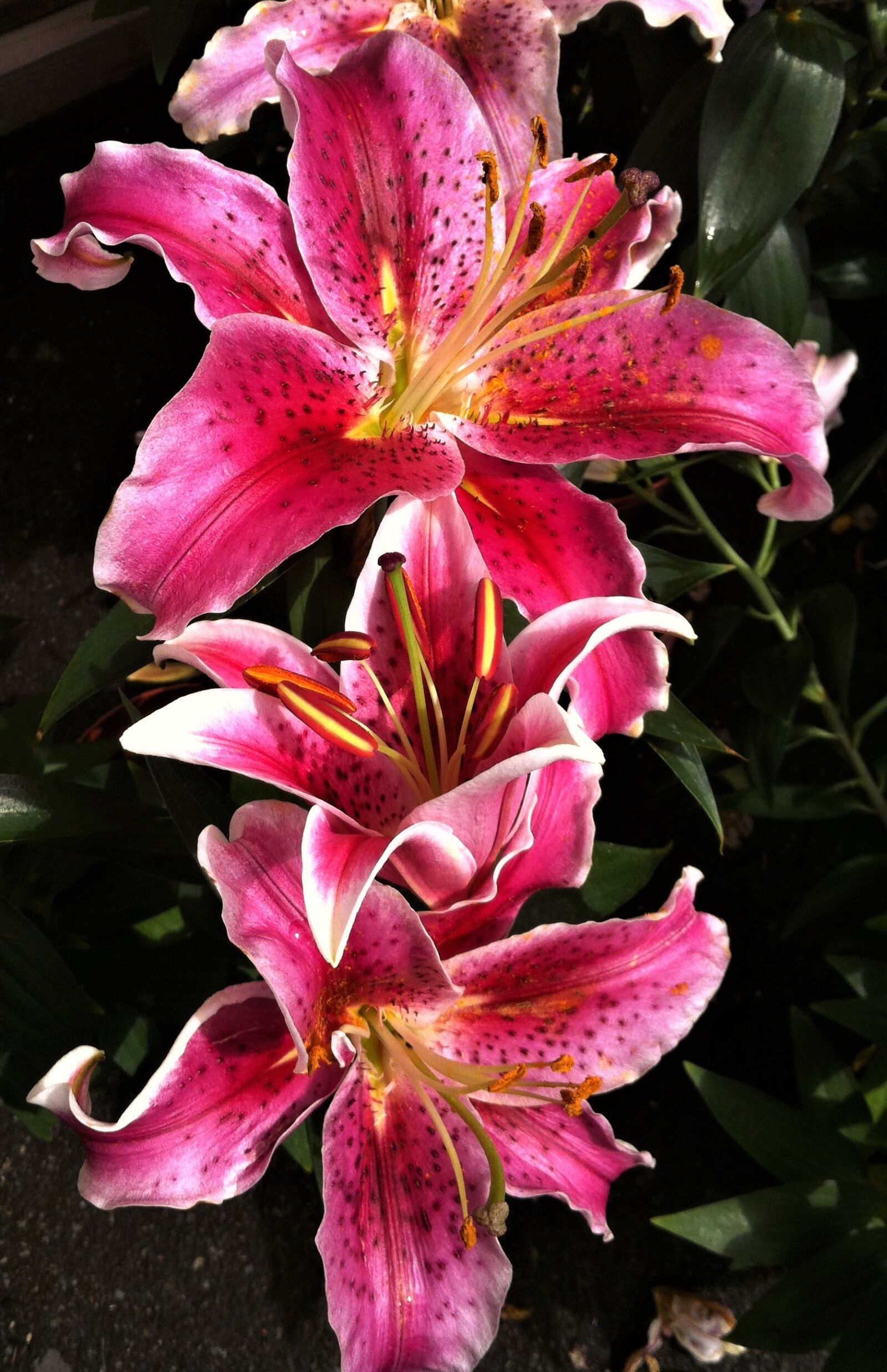 Apple iPhone 4 sample photo. Flower, flora, nature photography