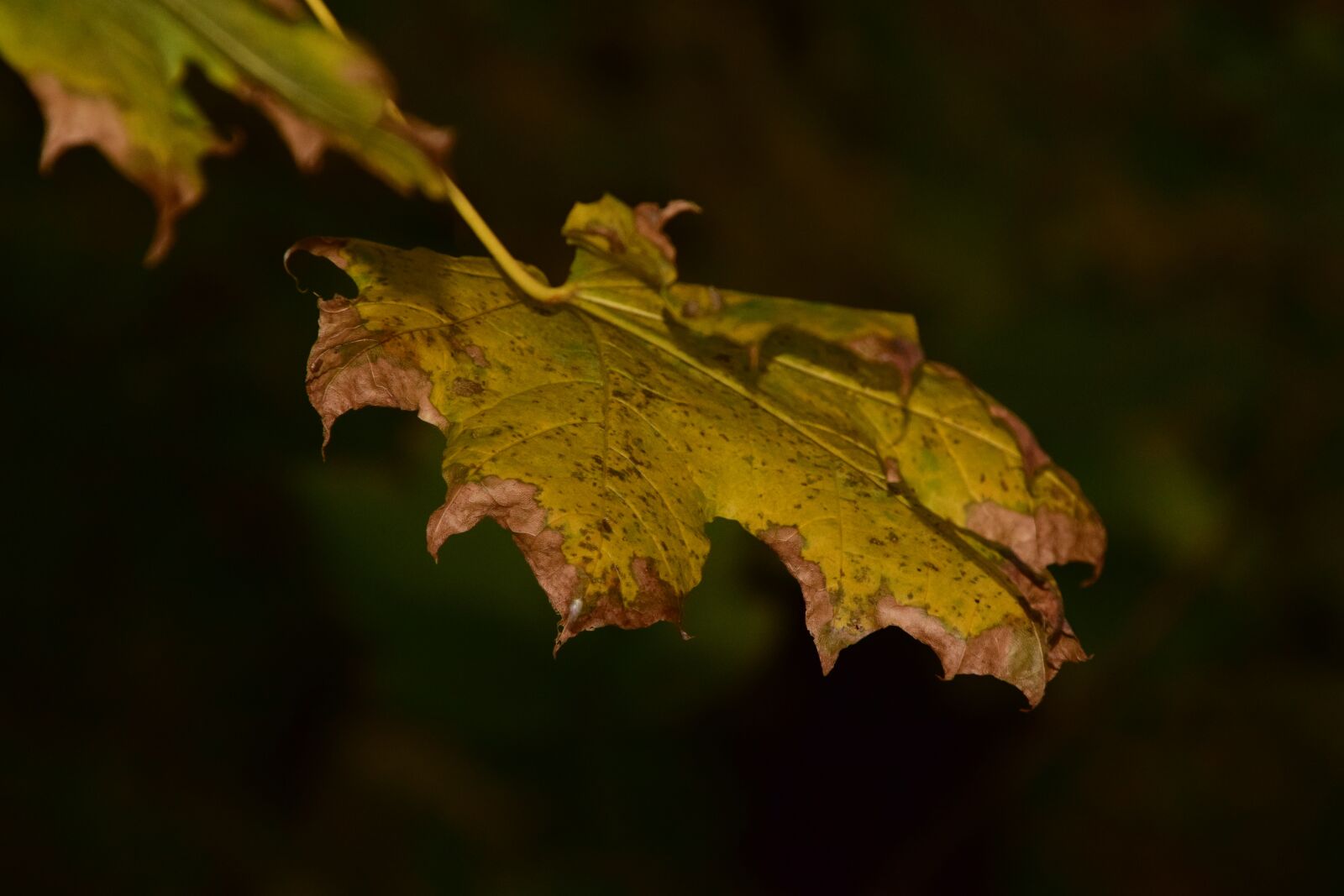 Nikon D3300 sample photo. Autumn, fall foliage, leaves photography