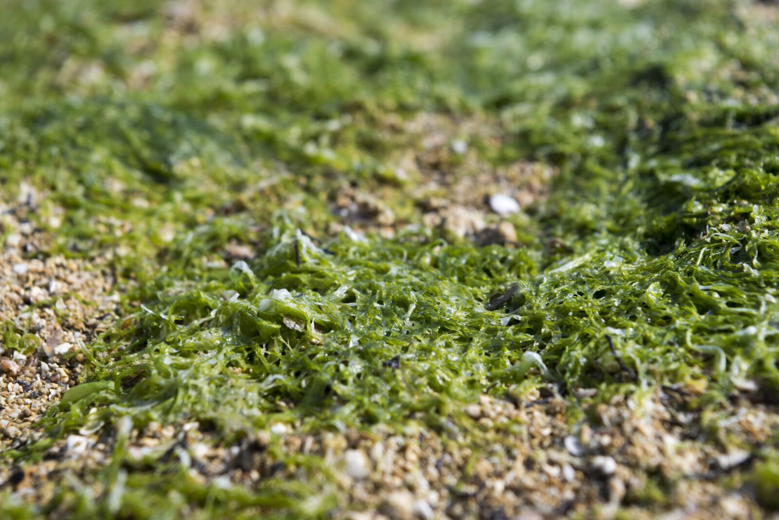 Nikon D5300 sample photo. Sea, seaweed, nature photography