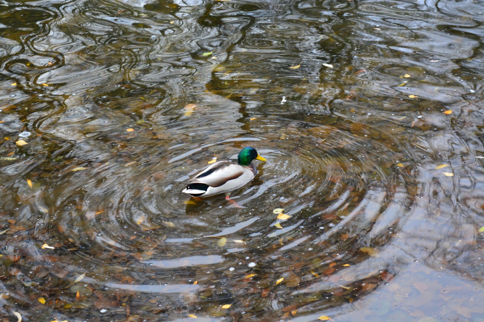 Nikon D5200 sample photo. Autumn, park, nature photography