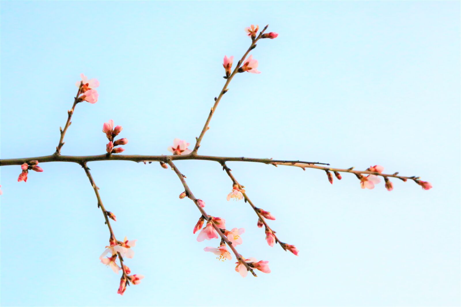 Canon EF 24-105mm F4L IS USM sample photo. Spring, flowers, tree photography