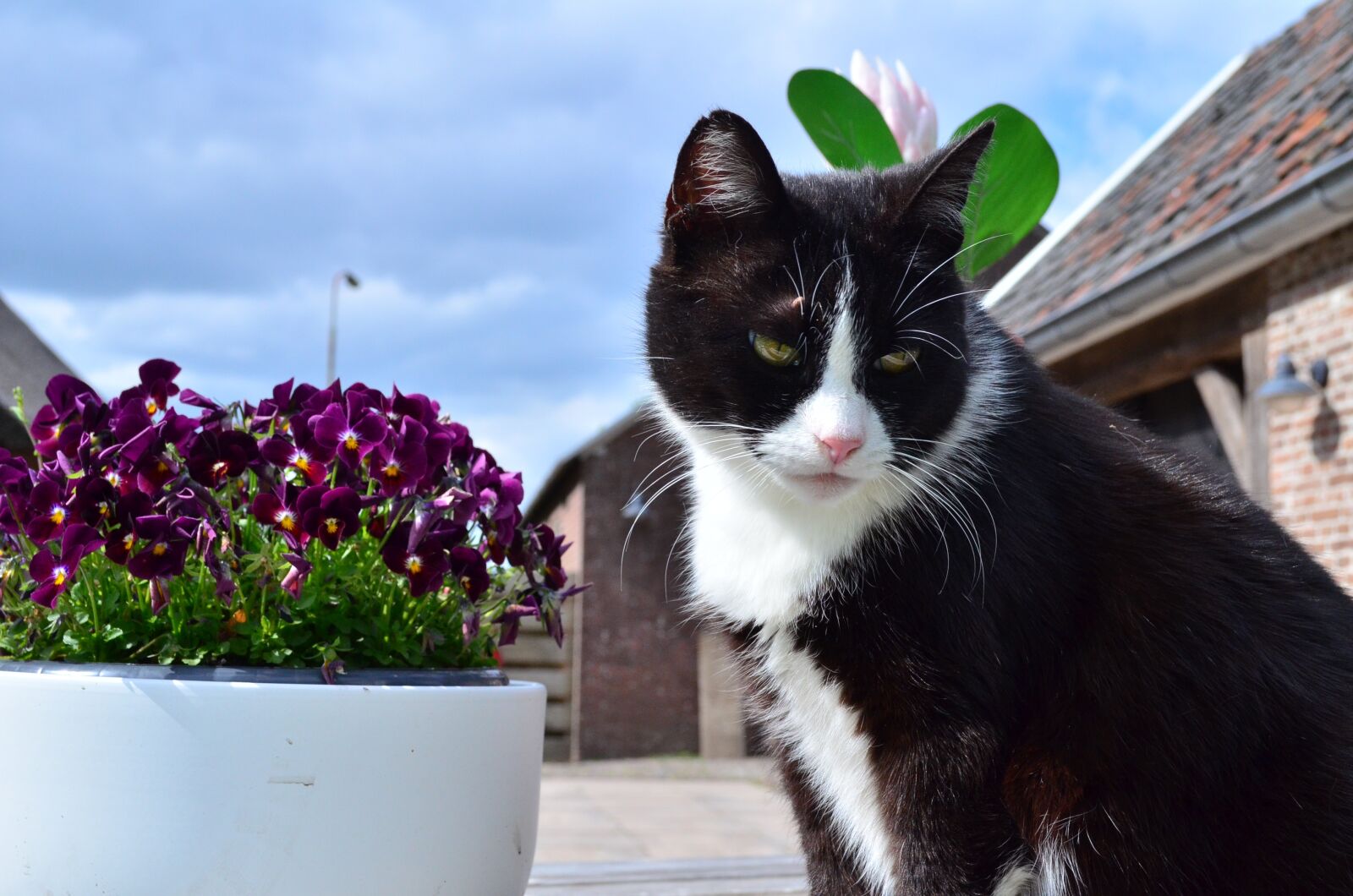 Nikon D5100 sample photo. Cats, cat, summer photography