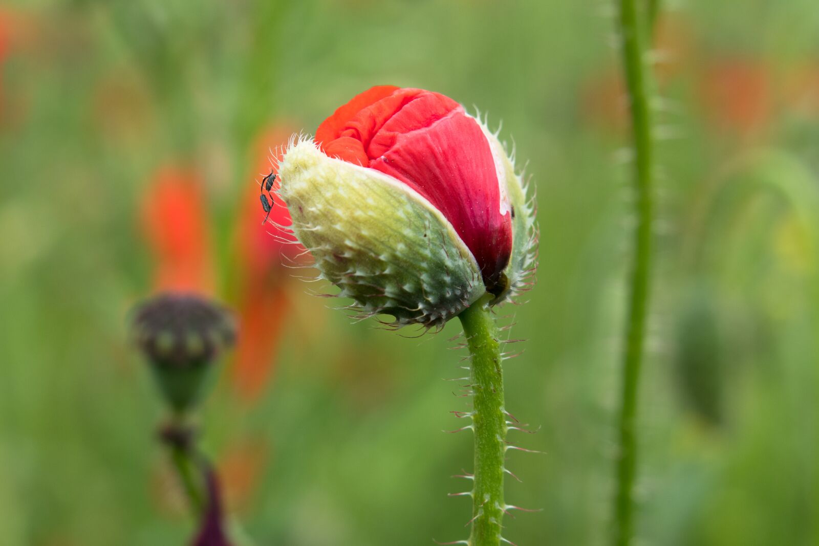Canon PowerShot G3 X sample photo. Poppy, klatschmohn, bud photography