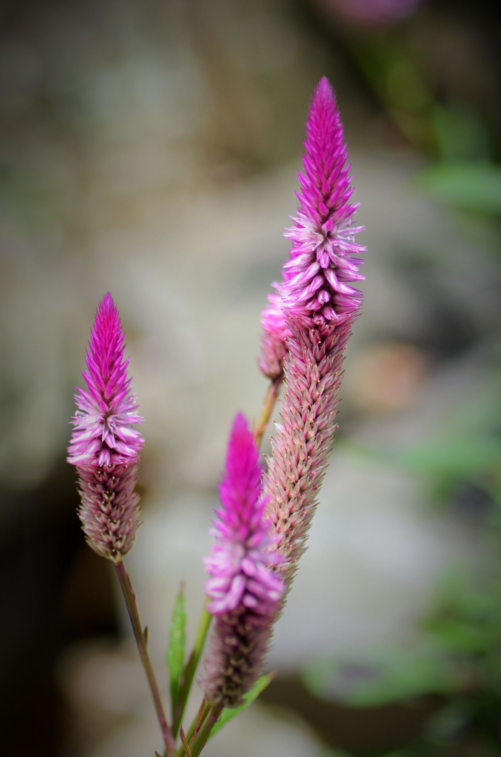 Nikon D5100 sample photo. Flower, wild flowers, purple photography