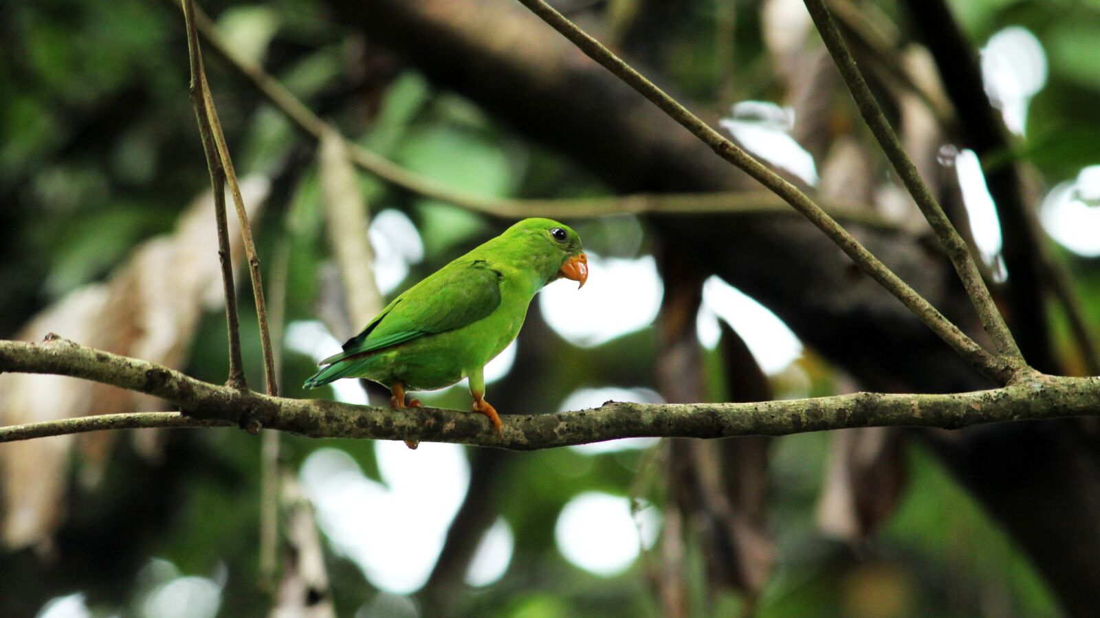 Canon EOS 1300D (EOS Rebel T6 / EOS Kiss X80) sample photo. Vernal, hanging, parrot photography