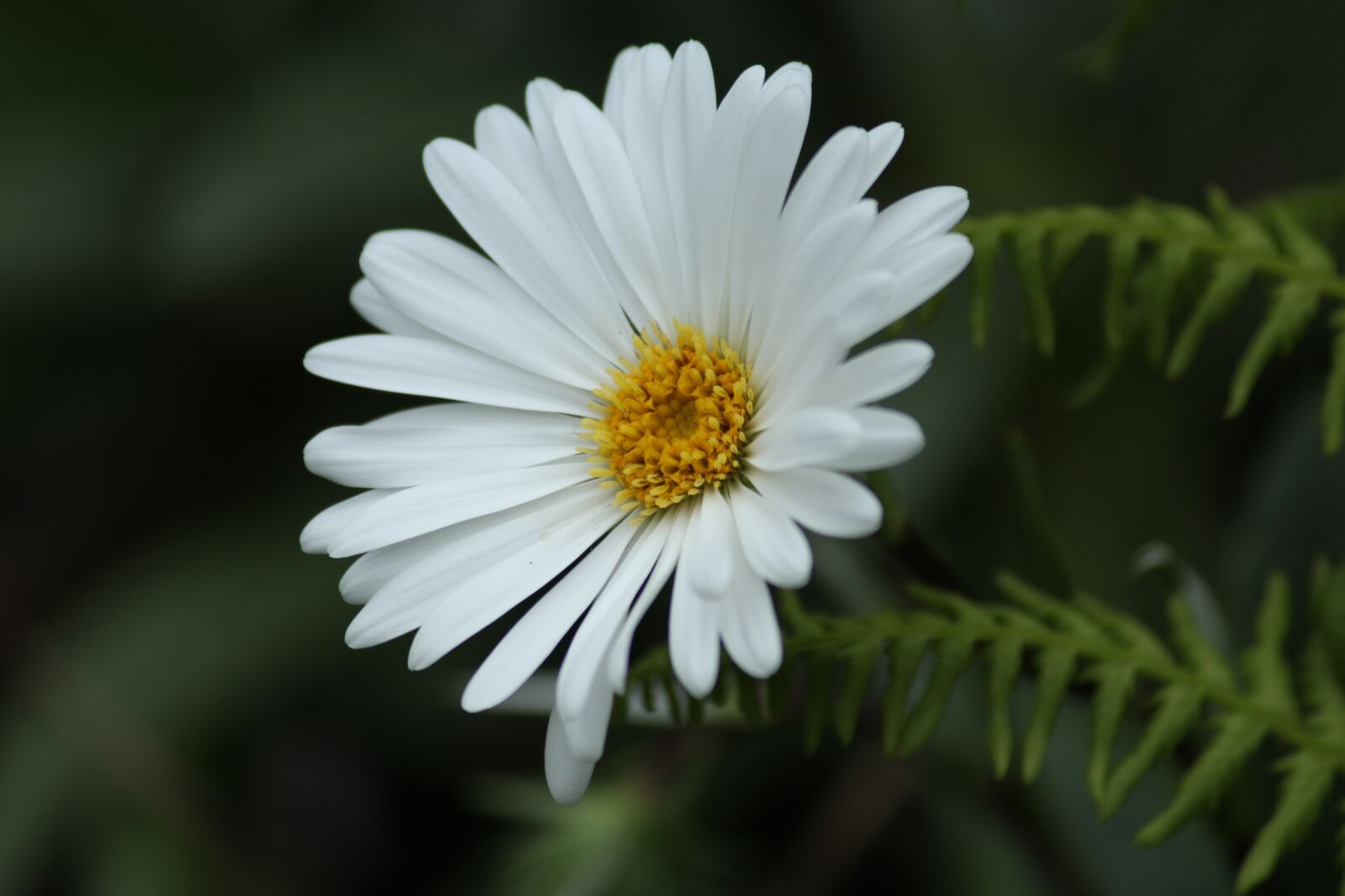 Canon EOS 1200D (EOS Rebel T5 / EOS Kiss X70 / EOS Hi) sample photo. Daisy, flower, nature photography