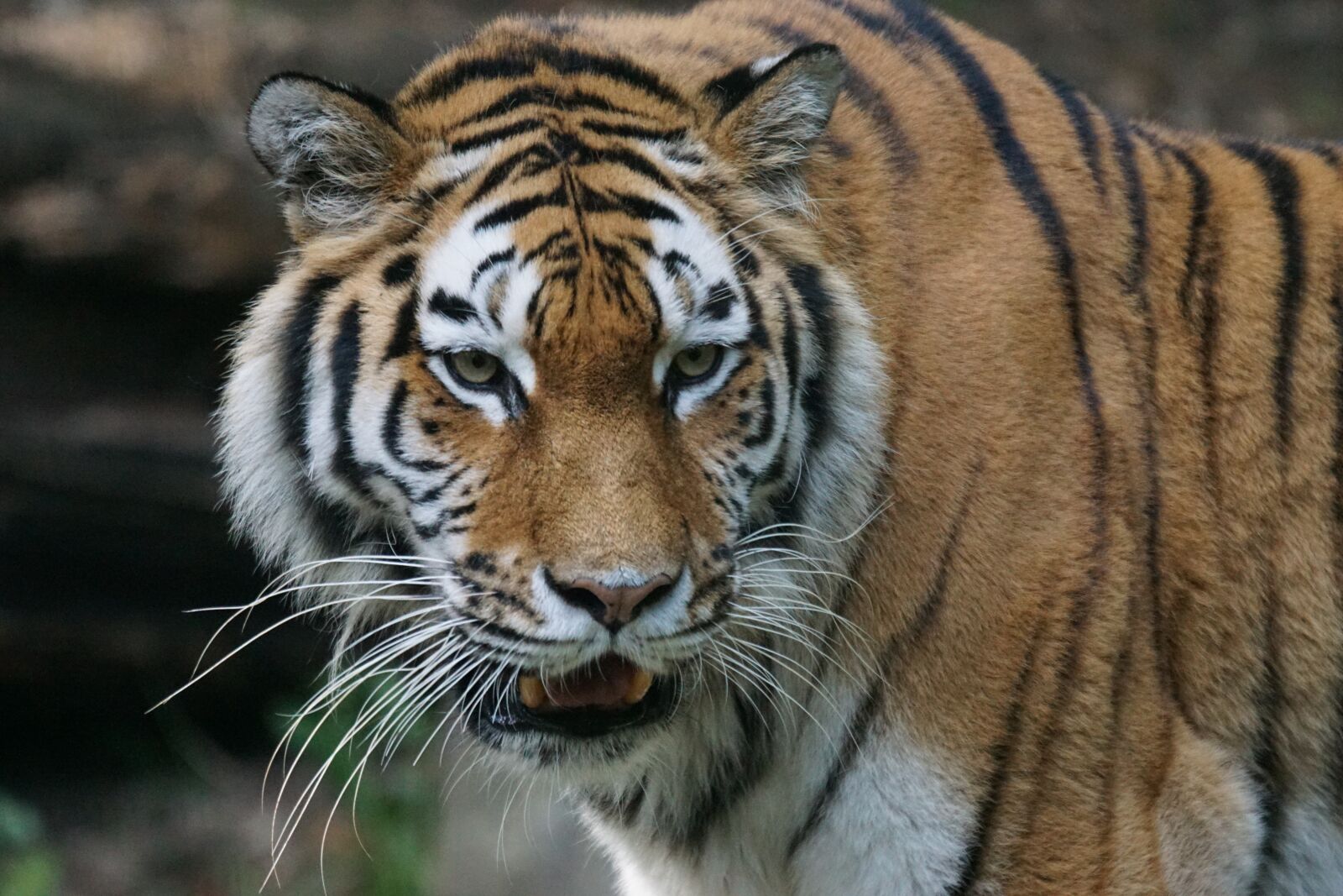 Sony 70-400mm F4-5.6 G SSM sample photo. Tiger, amurtiger, predator photography