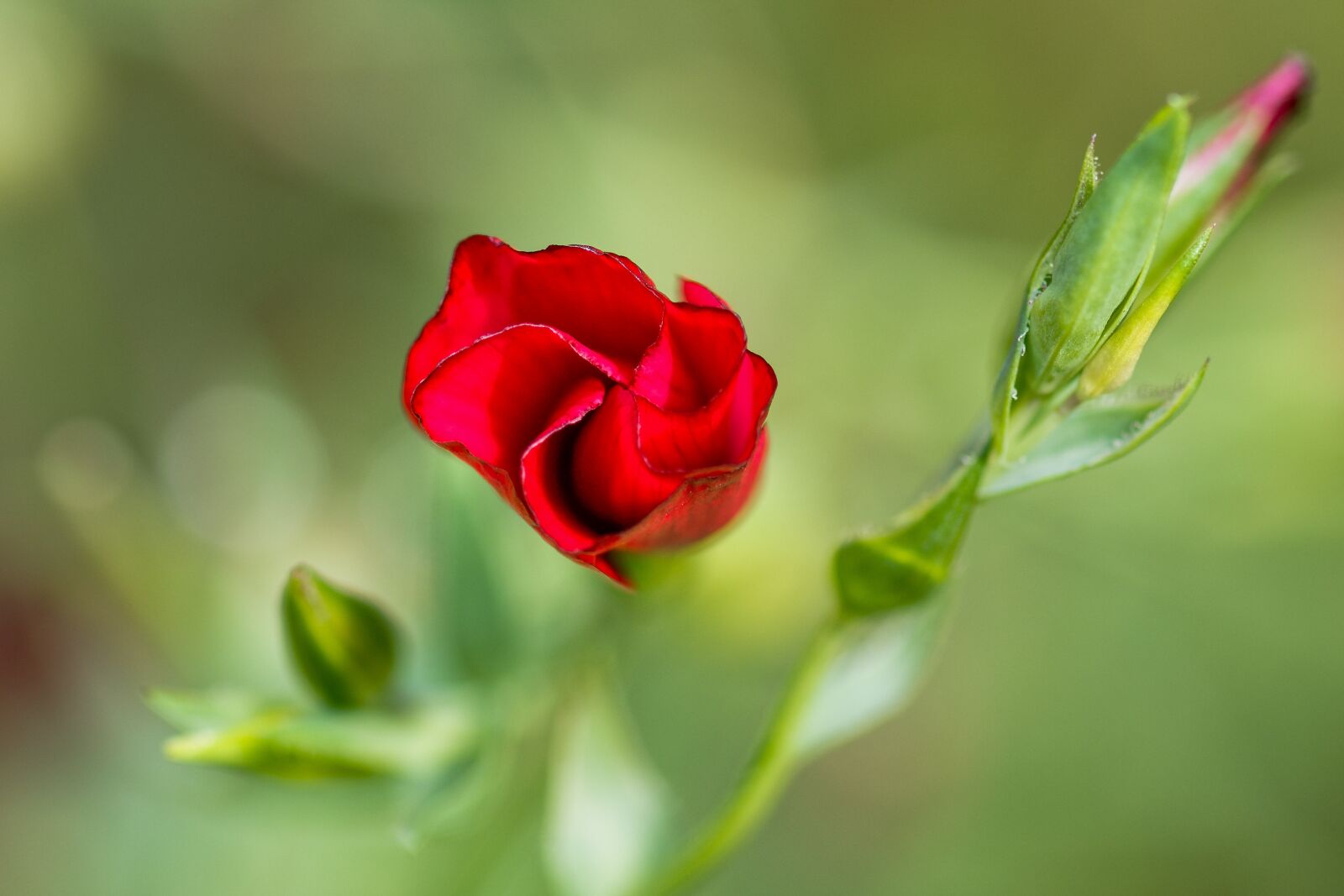Nikon D7200 sample photo. Red lein, wild plant photography