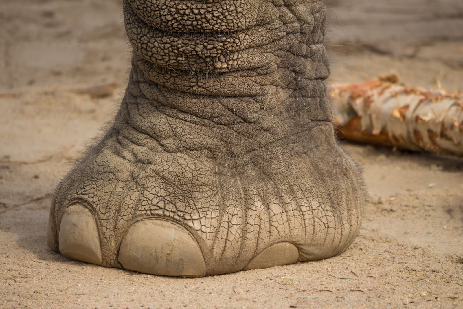 Canon EOS 700D (EOS Rebel T5i / EOS Kiss X7i) sample photo. Elephant, foot, mammal photography
