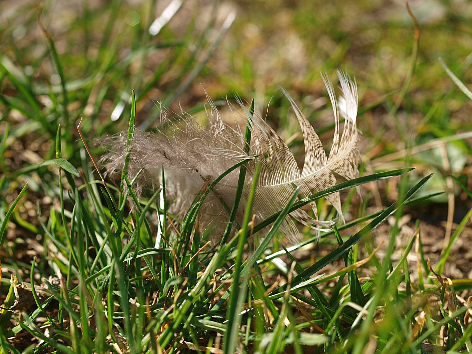 Olympus E-3 sample photo. Feather, green, meadow photography