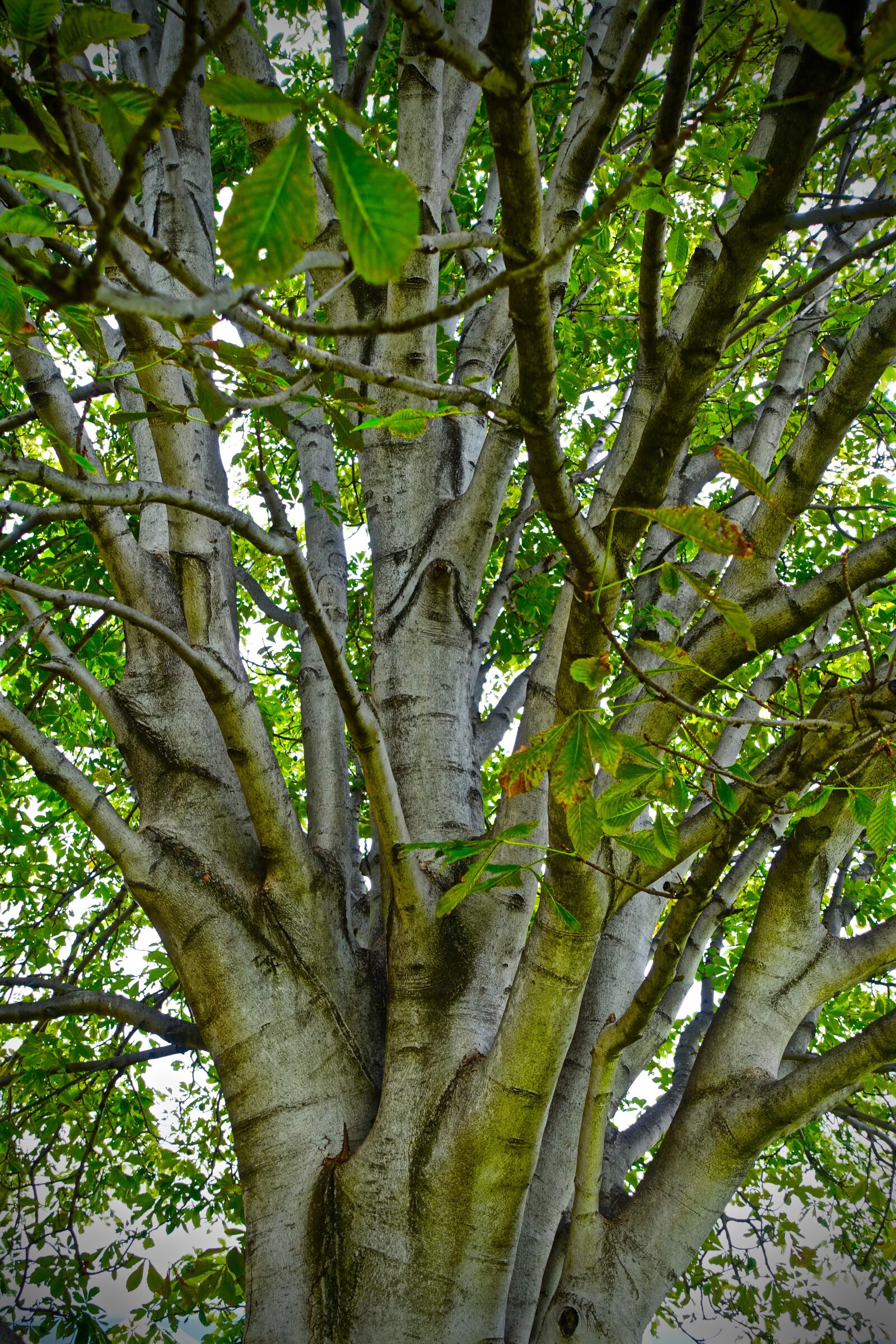 Sony Cyber-shot DSC-RX100 III sample photo. Tree, branches, environment photography