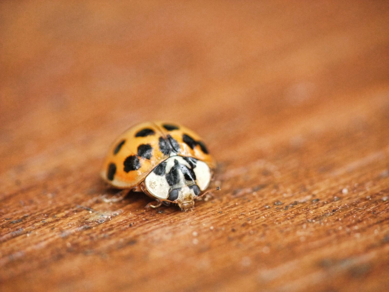 FujiFilm FinePix S200EXR (FinePix S205EXR) sample photo. Ladybird, ladybug, macro photography