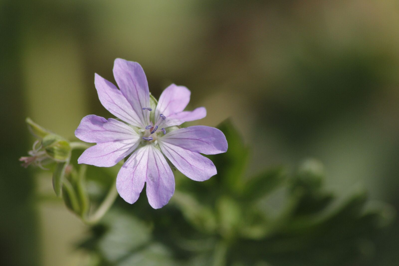 Canon EOS 60D sample photo. Flower, purple, plant photography