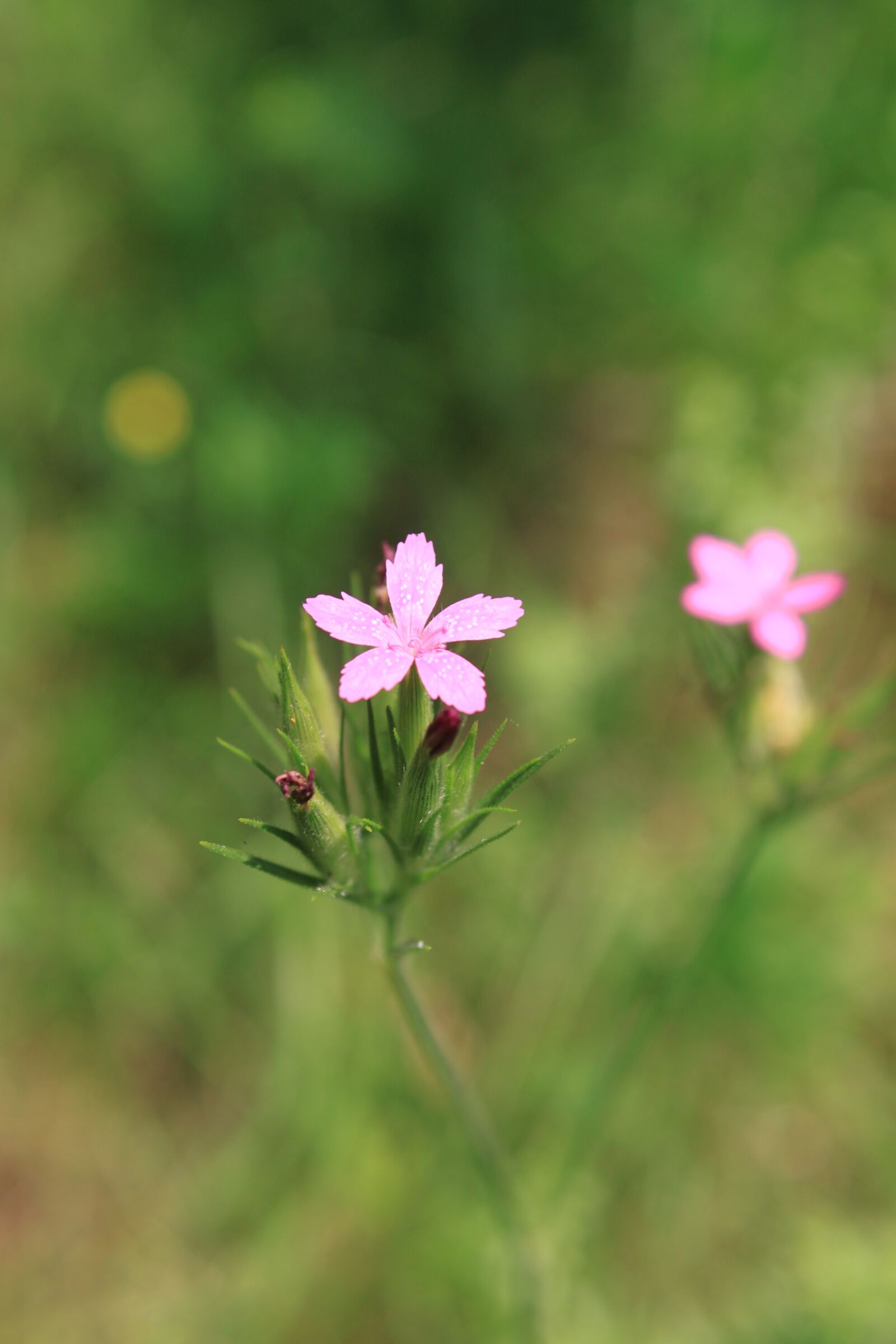 Canon EOS 500D (EOS Rebel T1i / EOS Kiss X3) sample photo. Carnation, dianthus, flowers photography