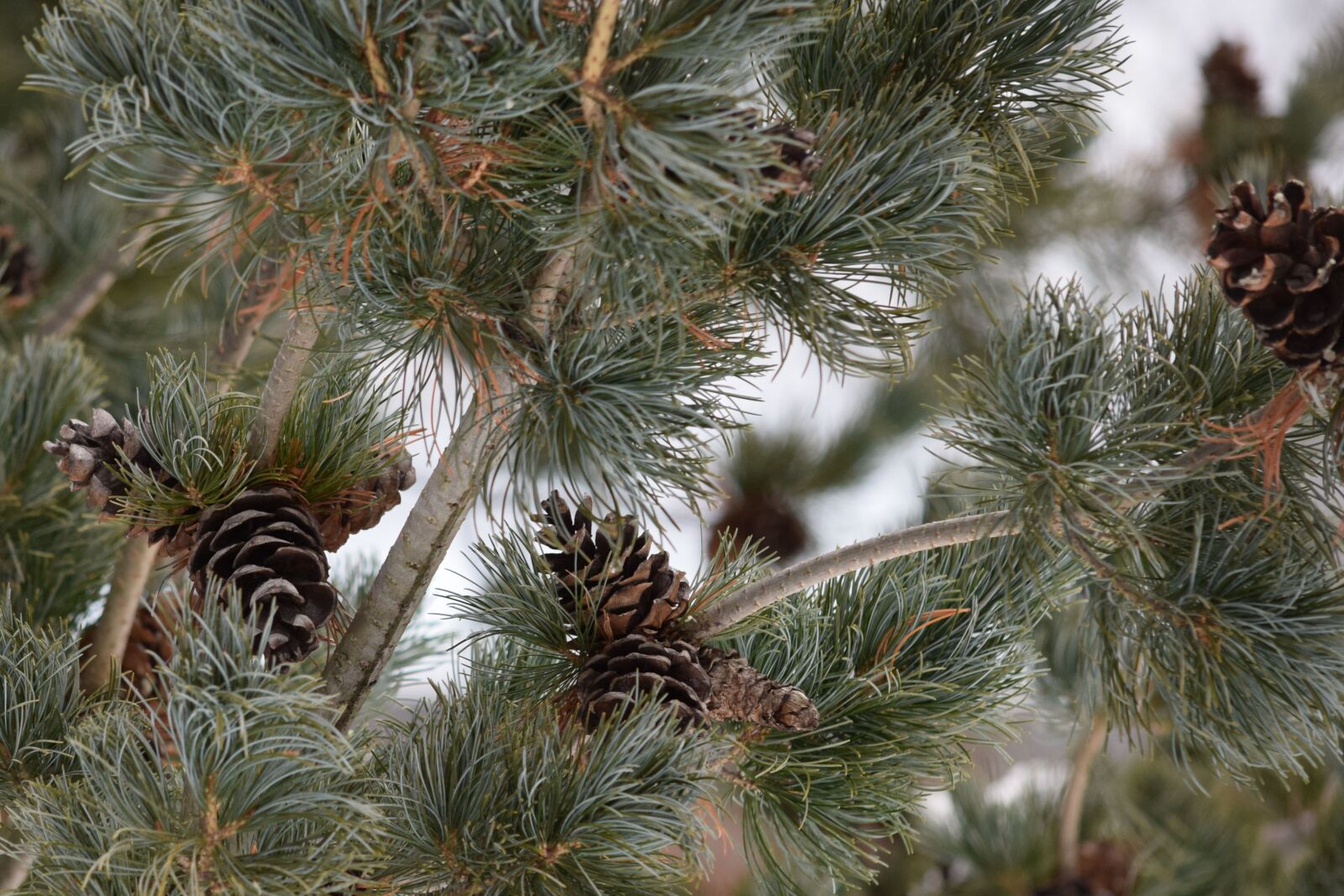 Nikon D5300 sample photo. Pine-cones, evergreen, tree photography