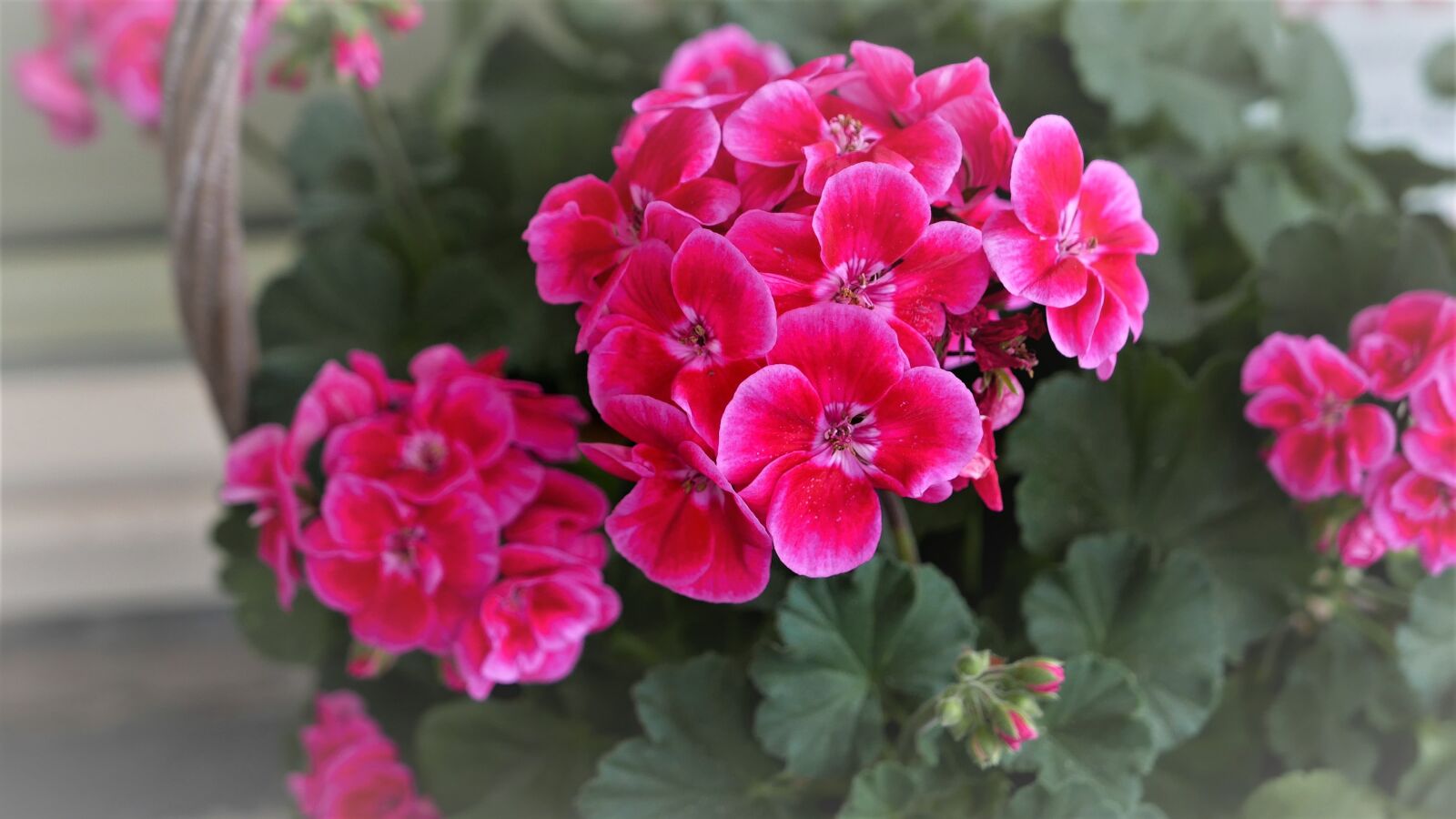 Panasonic Lumix DMC-LX100 sample photo. Floral, flower, nature photography