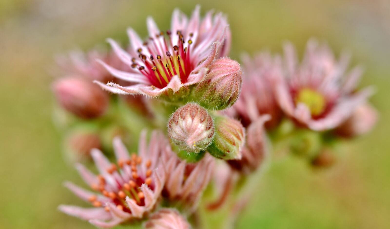 Nikon D600 sample photo. Vetplantjes, stamens, petals photography